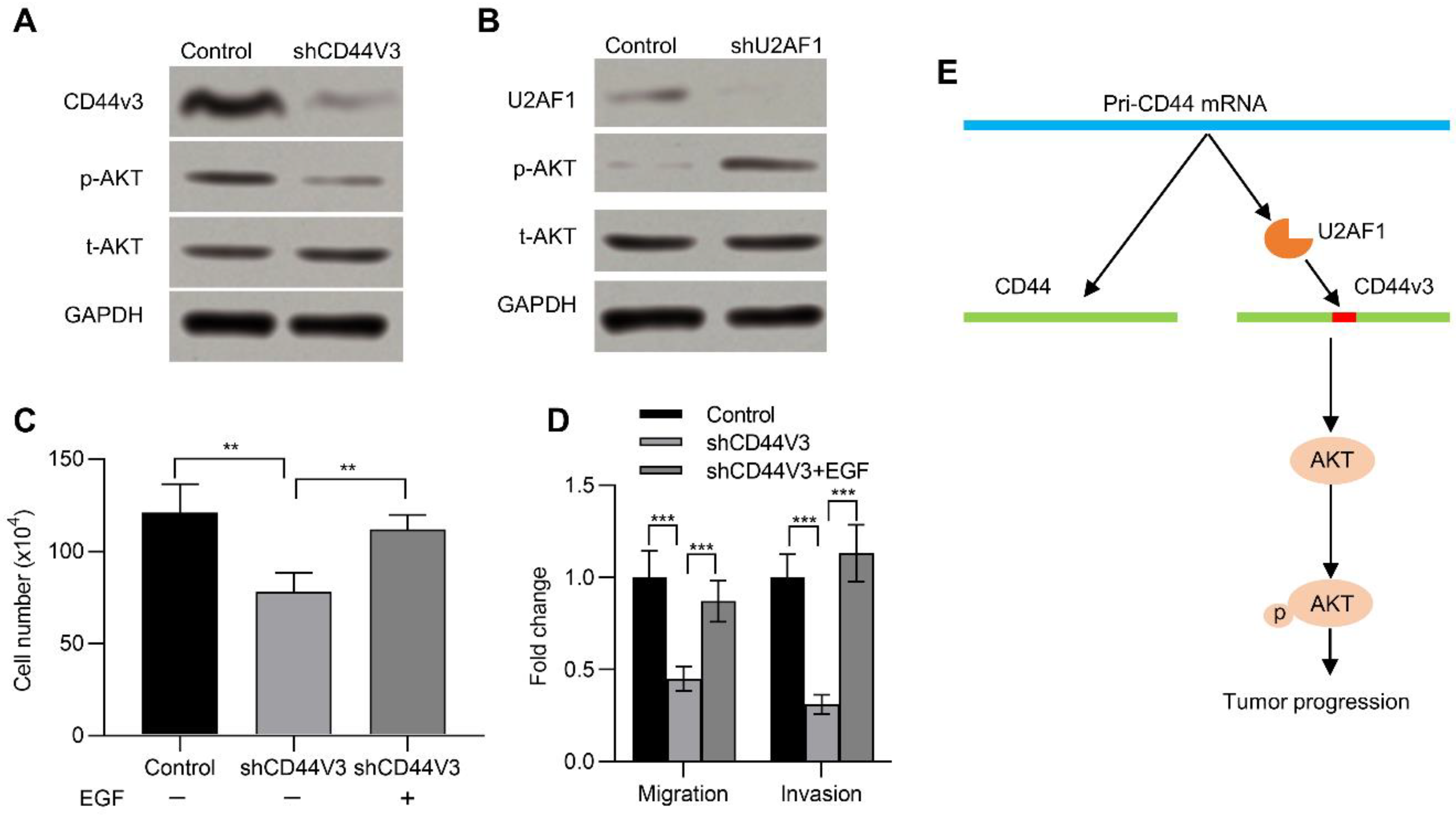 Ijms 23 12061 g006 Ijms 23 12061 g006