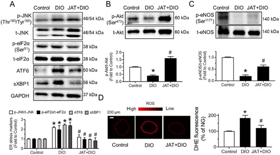 Jatrorrhizine Improves Endothelial Function in Diabetes and Jatrorrhizine Improves Endothelial Function in Diabetes and