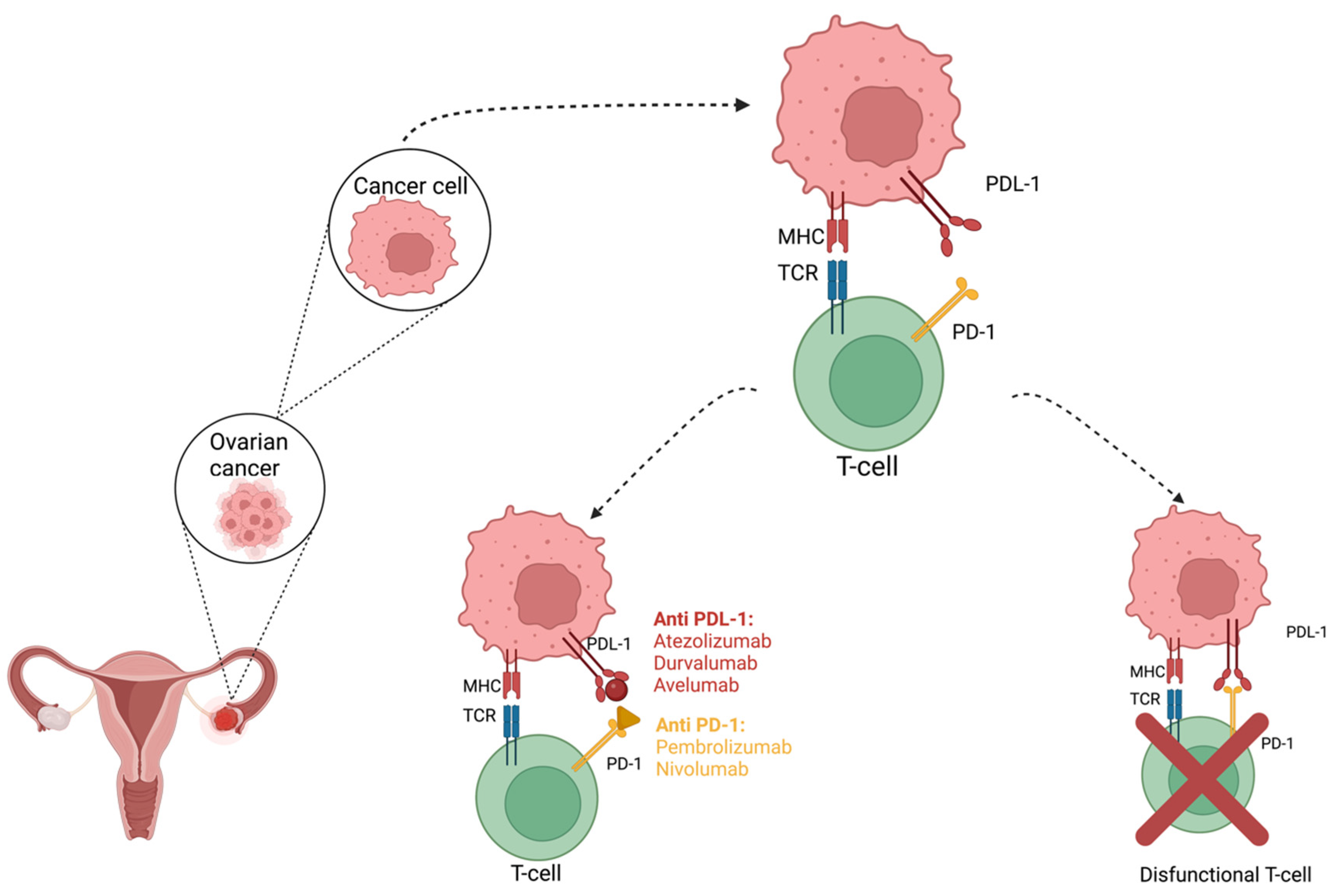 Ijms 23 12067 g003 Ijms 23 12067 g003