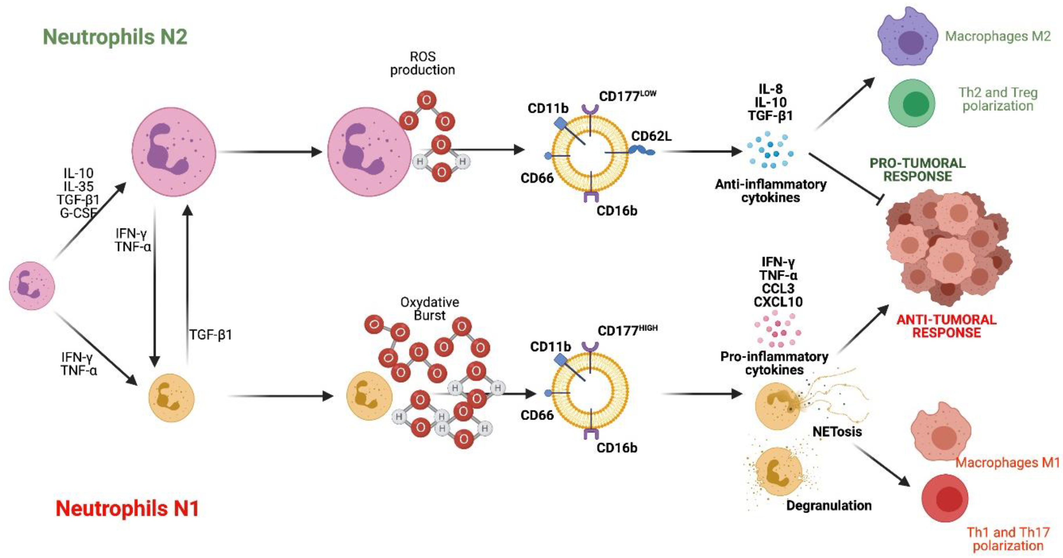 IJMS Free FullText Neutrophil N1 and N2 Subsets and Their Possible