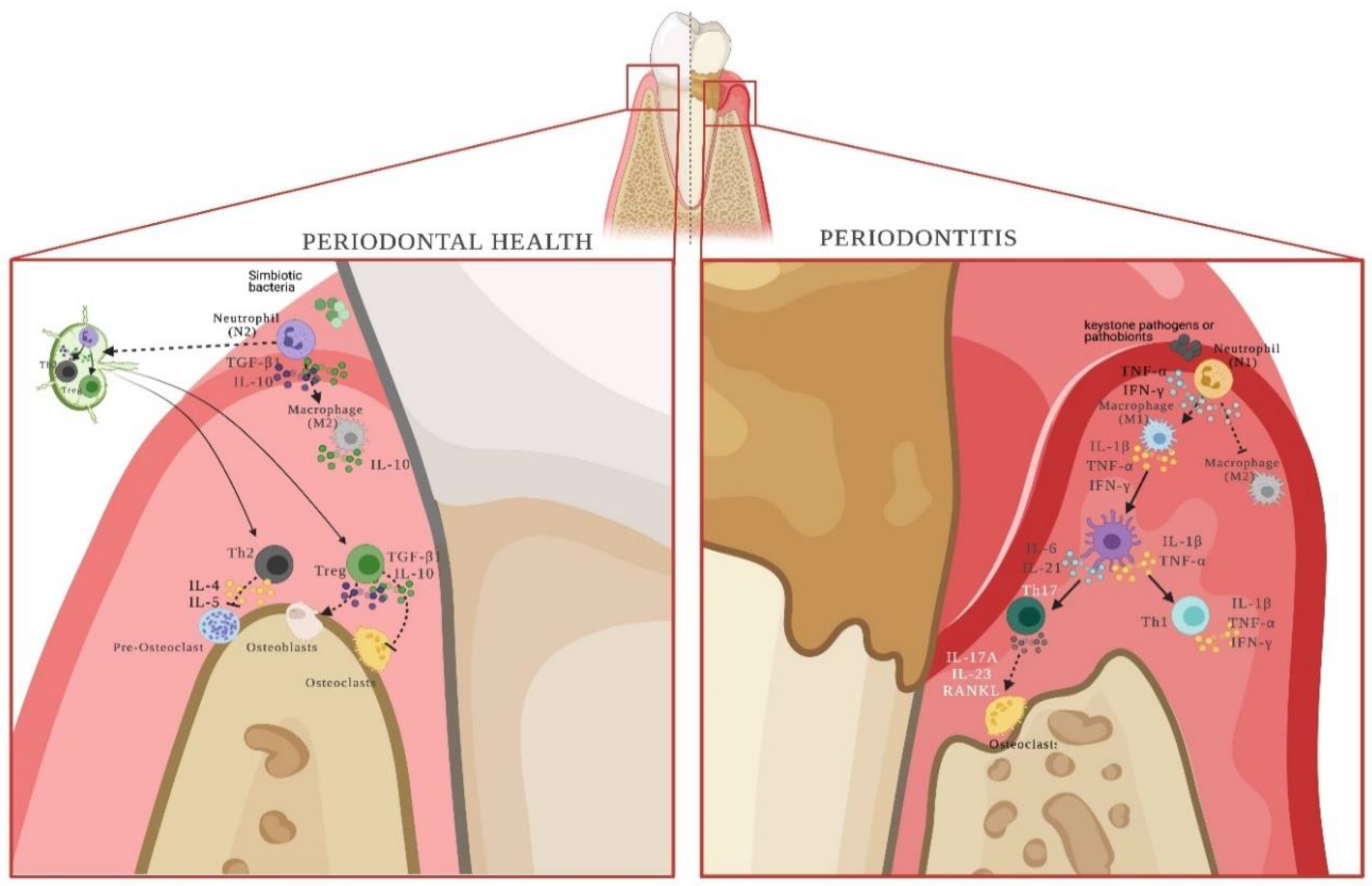 Ijms 23 12068 g003 Ijms 23 12068 g003