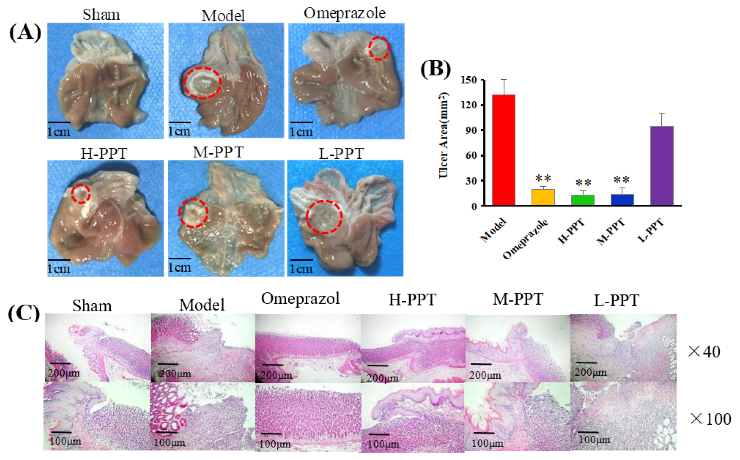 Ijms 23 12097 g002 Ijms 23 12097 g002