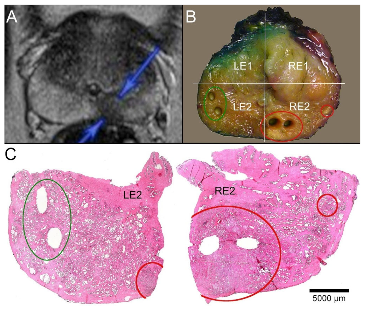 Ijms 23 12103 g003 Ijms 23 12103 g003