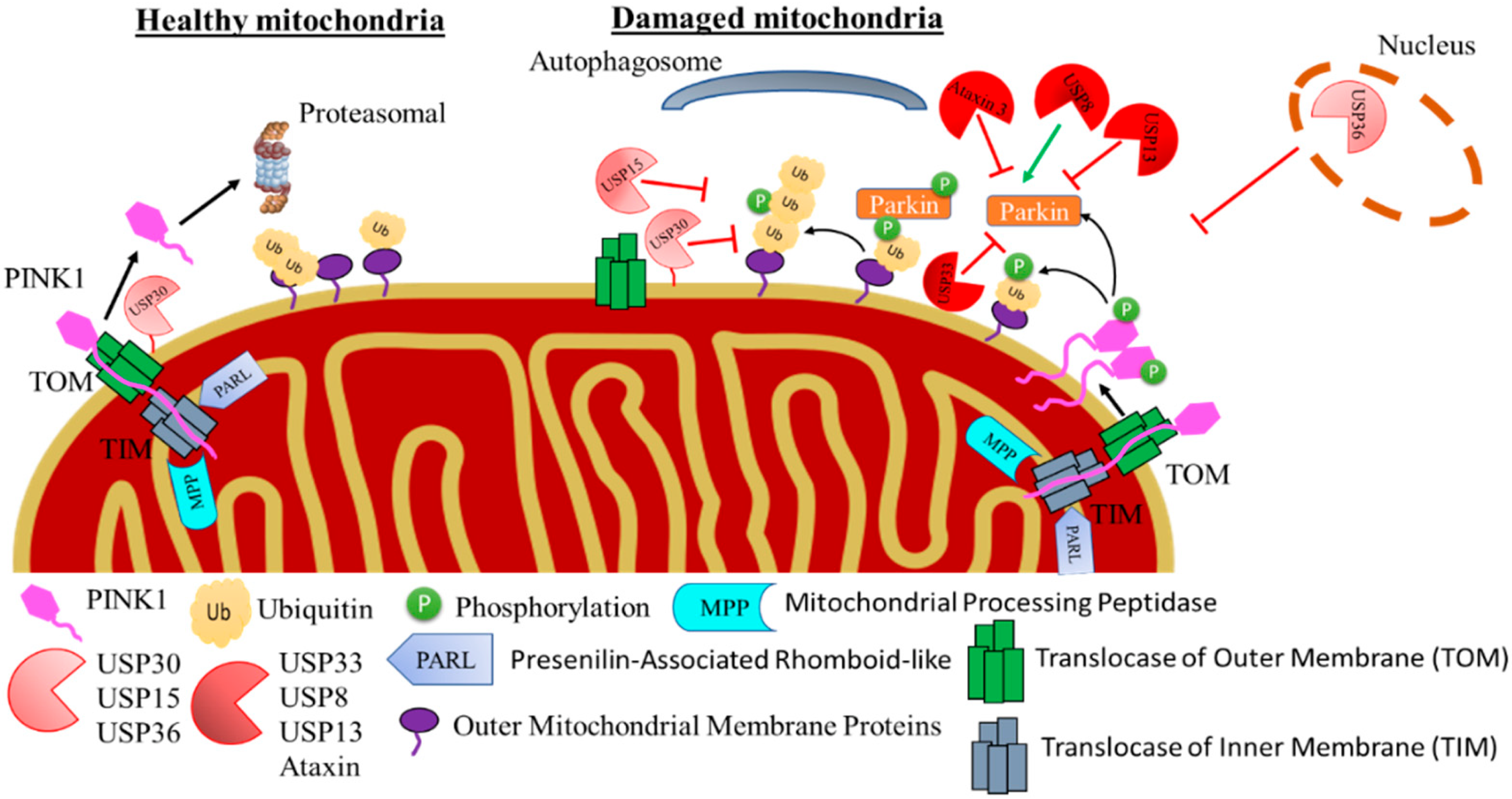 Ijms 23 12105 g002 Ijms 23 12105 g002
