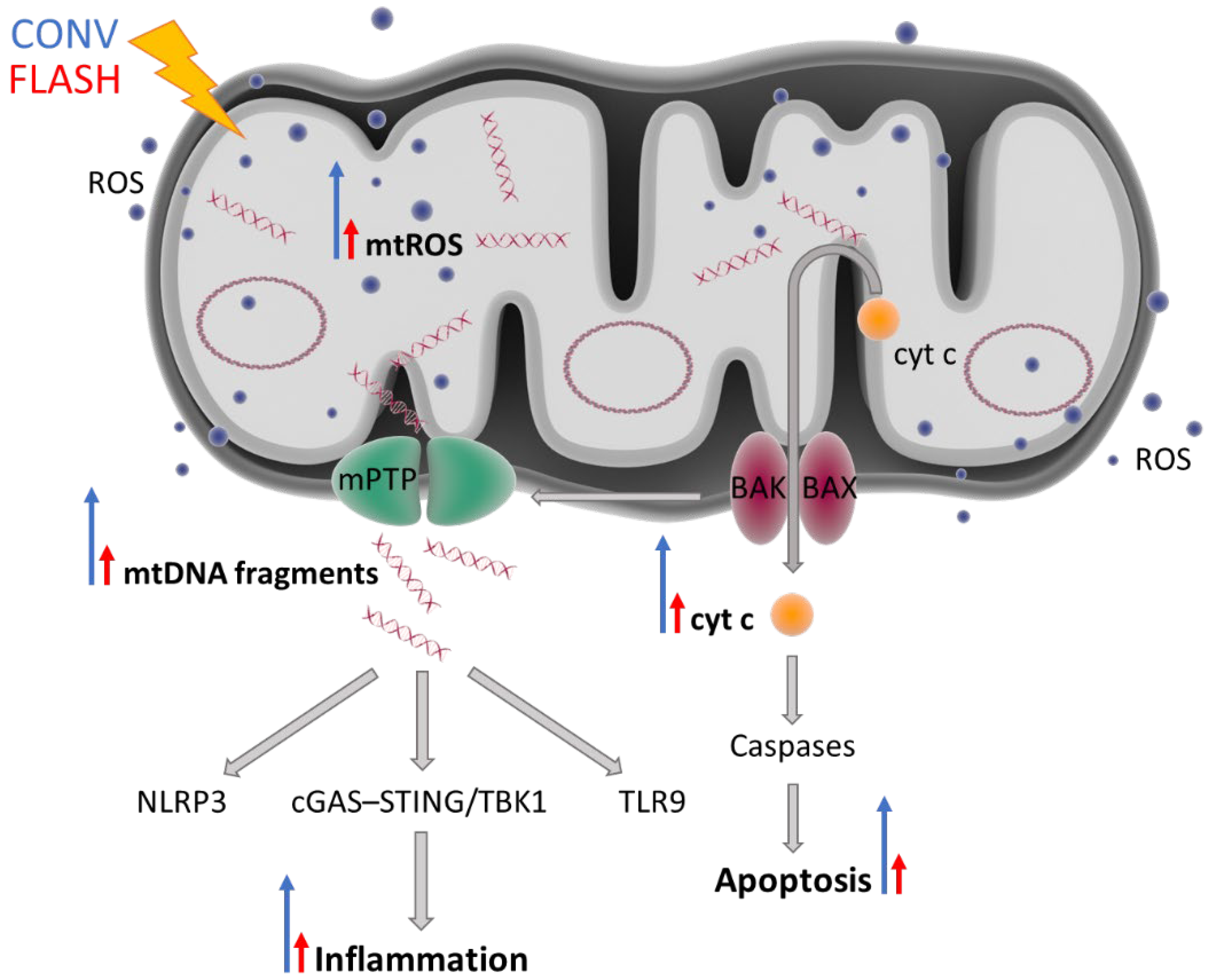 Ijms 23 12109 g002 Ijms 23 12109 g002