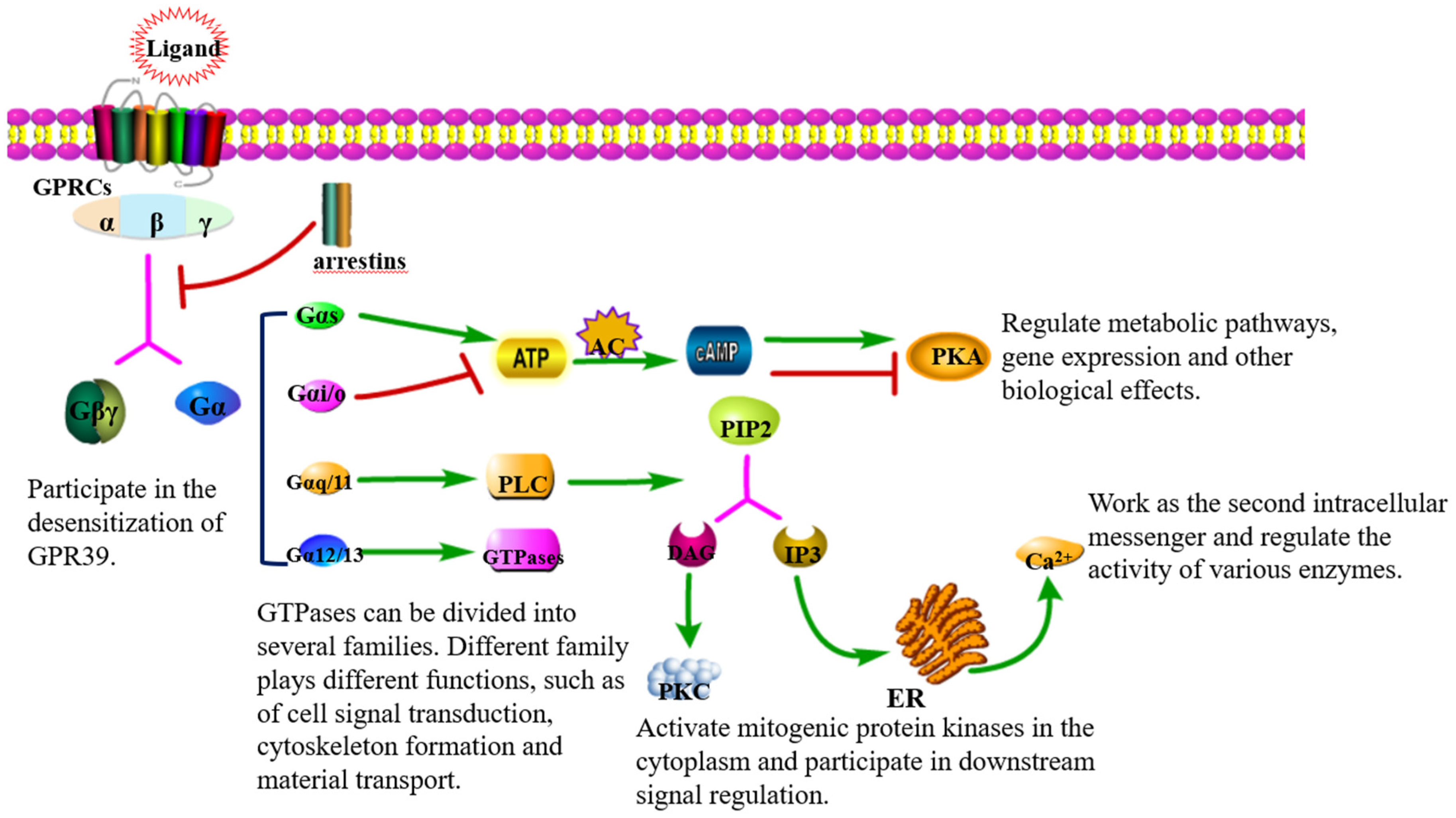 Ijms 23 12133 g001 Ijms 23 12133 g001