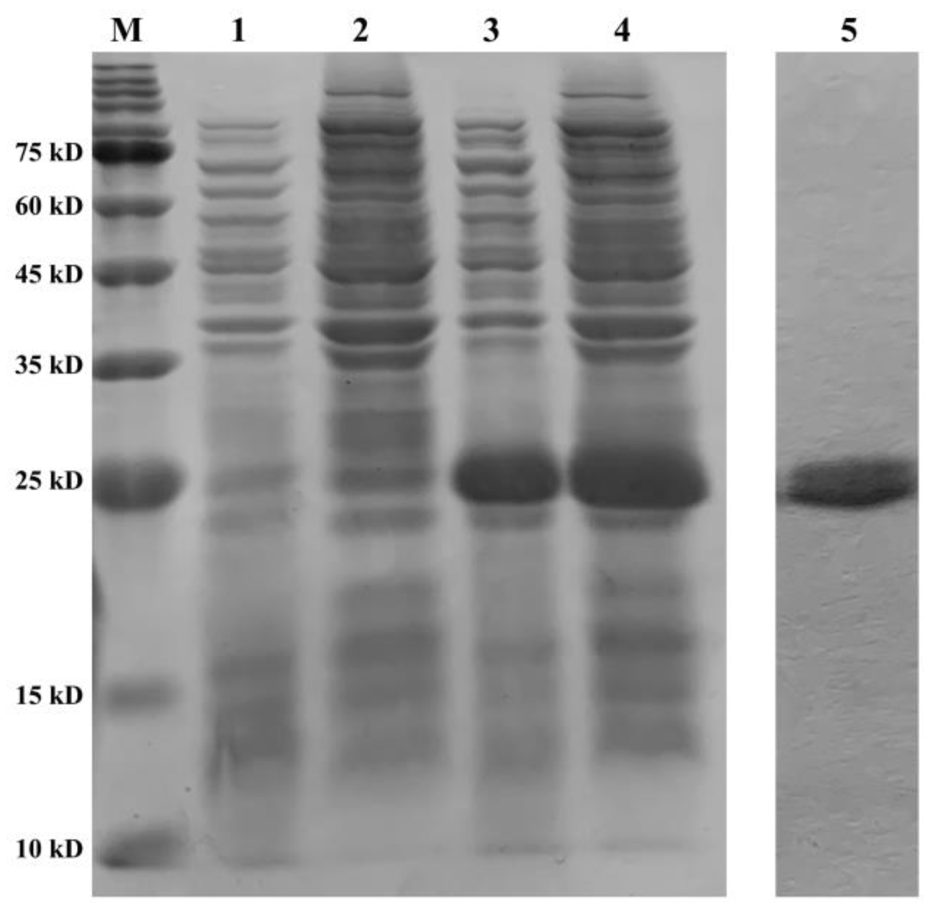 Ijms 23 12136 g009 Ijms 23 12136 g009