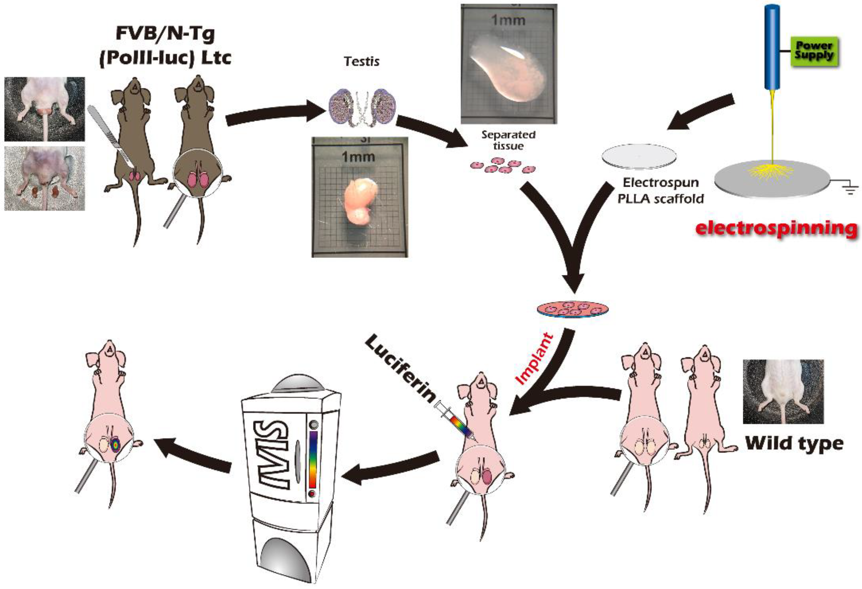 Ijms 23 12145 g001 Ijms 23 12145 g001