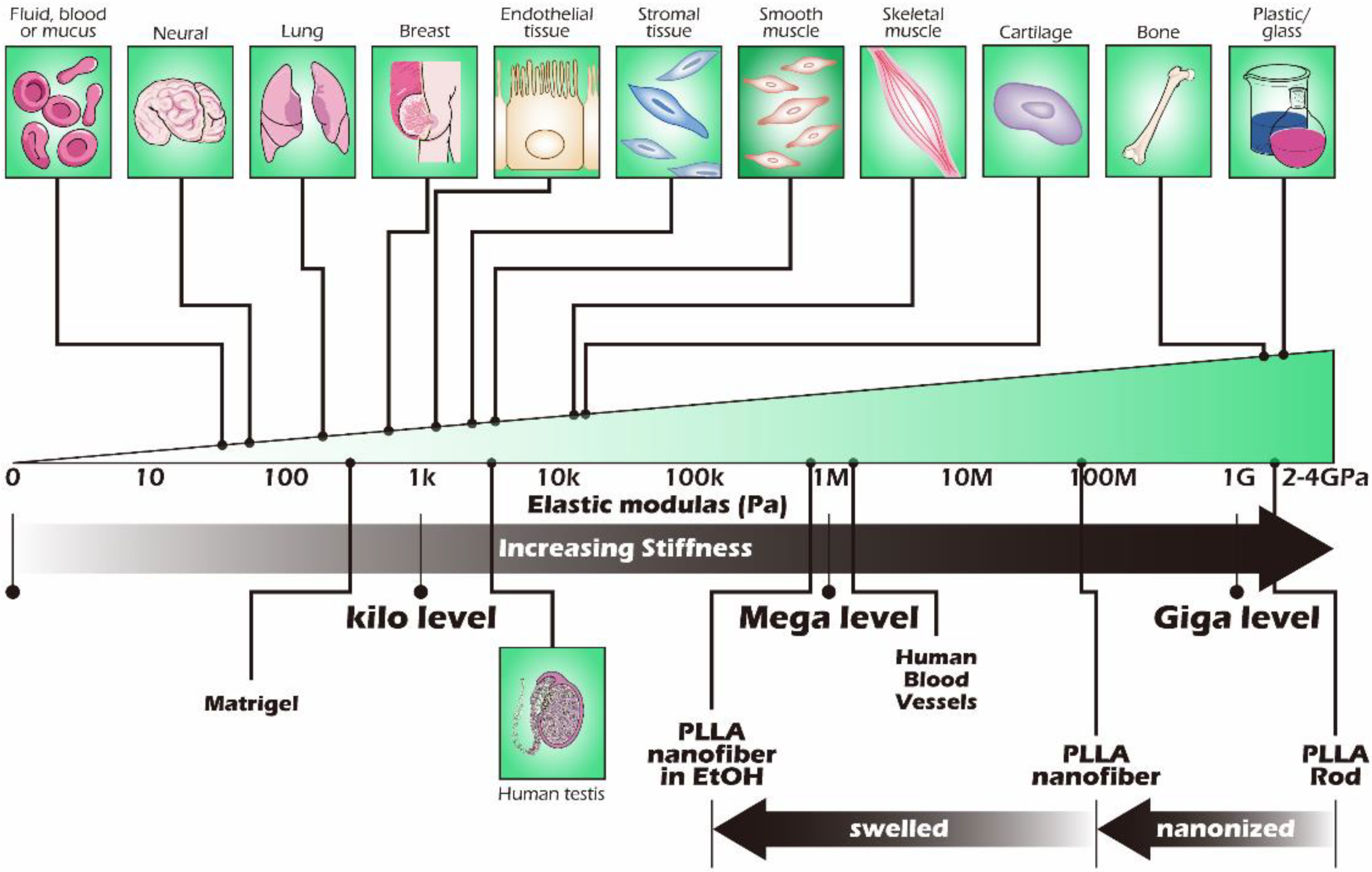 Ijms 23 12145 g009 Ijms 23 12145 g009