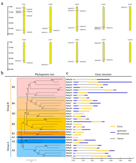 Genome-Wide Identification of DOF Gene Family and the Mechanism ...