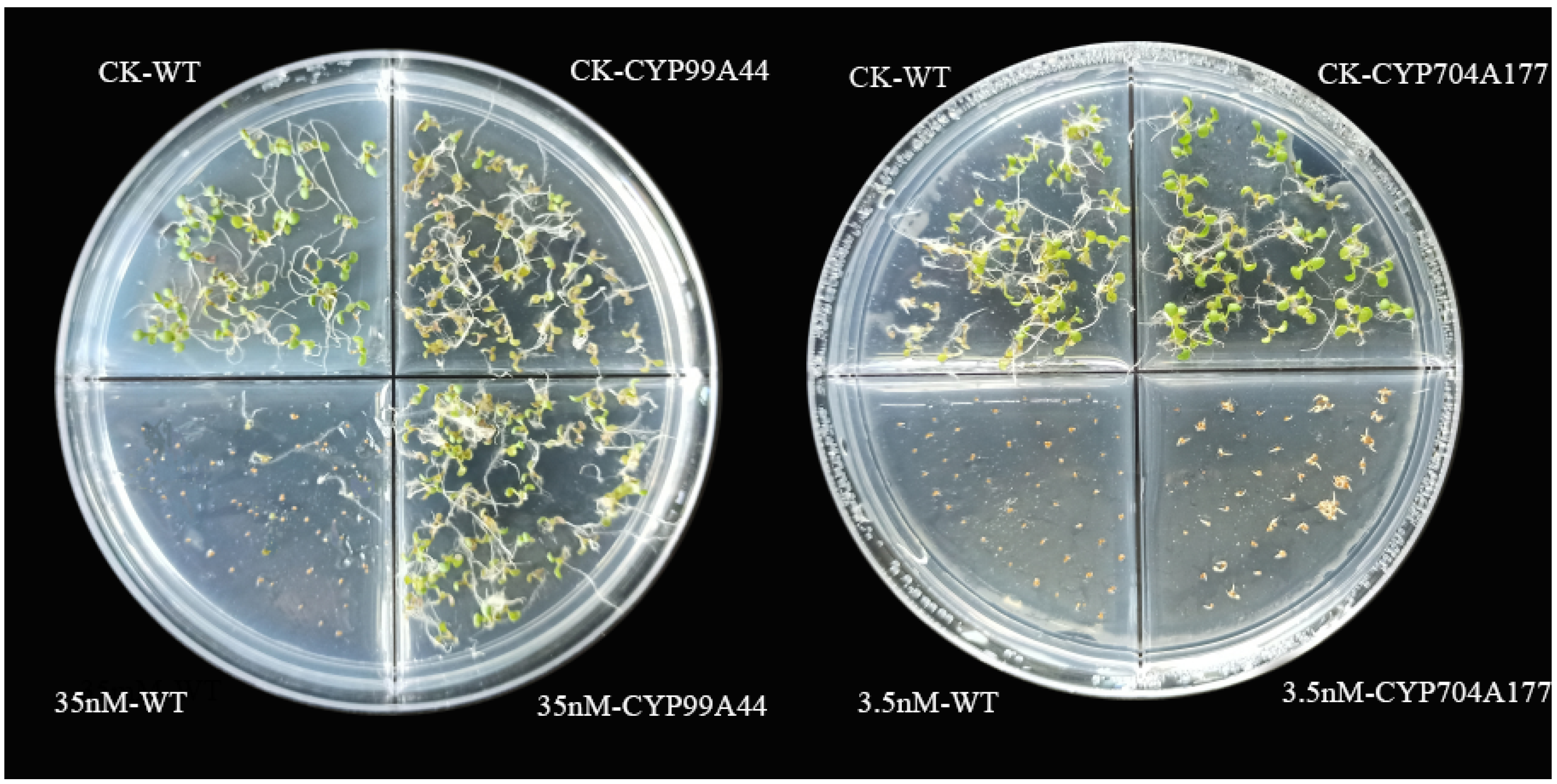 Ijms 23 12175 g004 Ijms 23 12175 g004