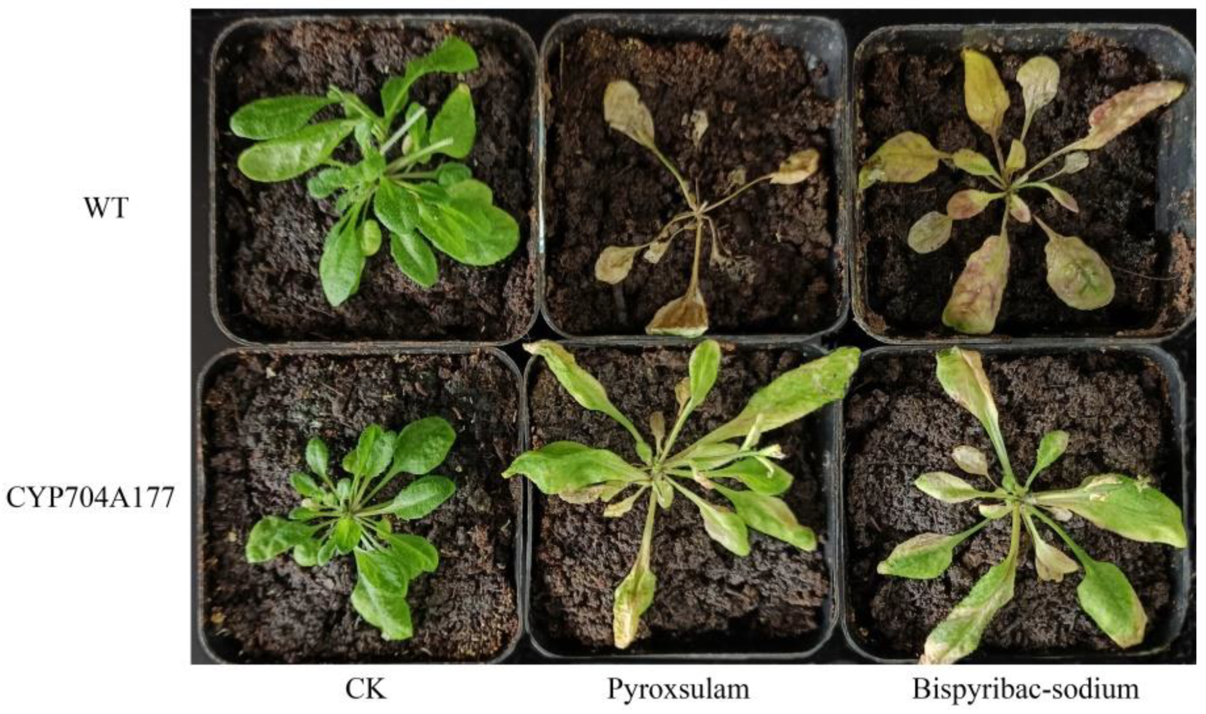 Ijms 23 12175 g006 Ijms 23 12175 g006