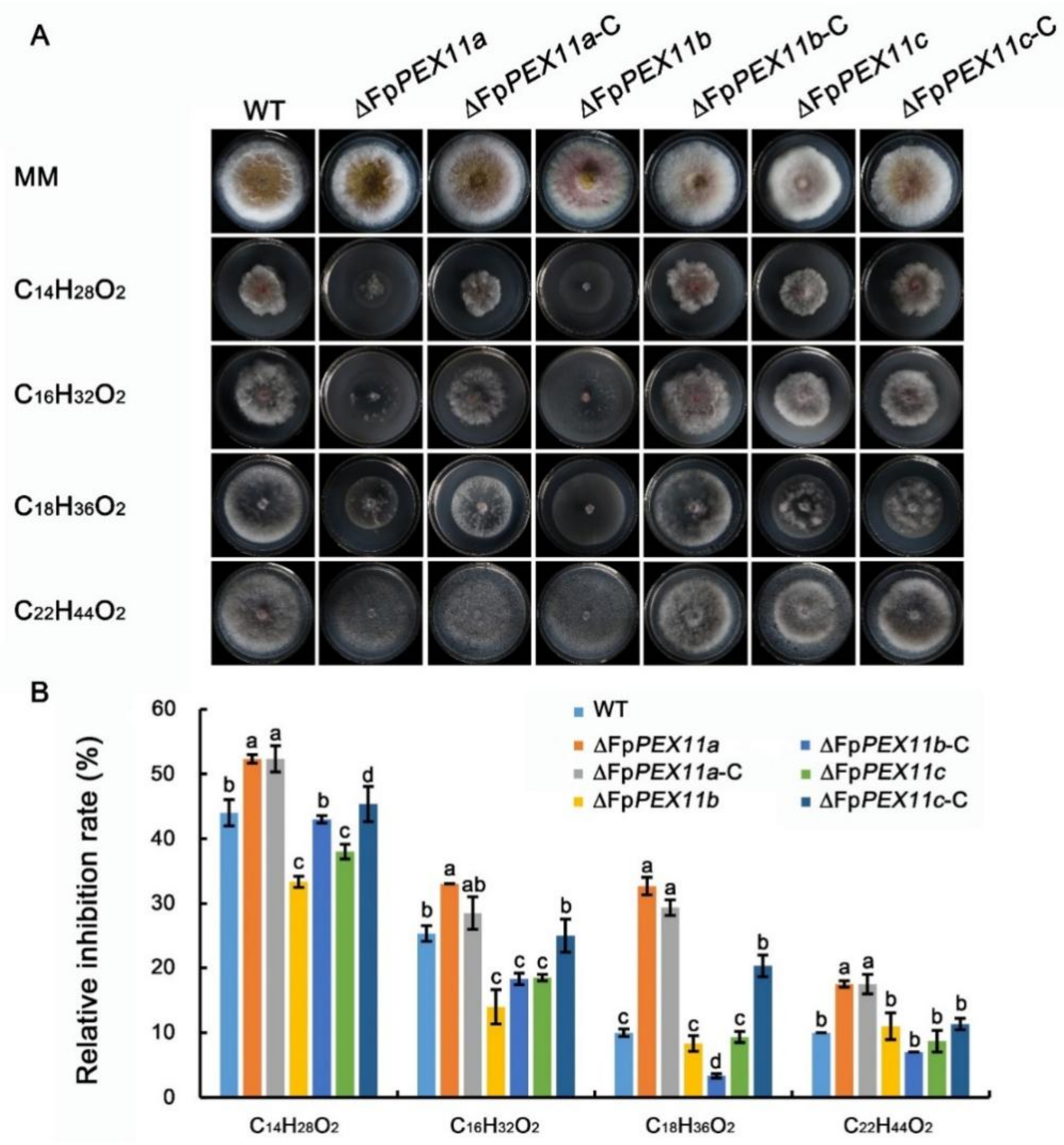 Ijms 23 12184 g005 Ijms 23 12184 g005