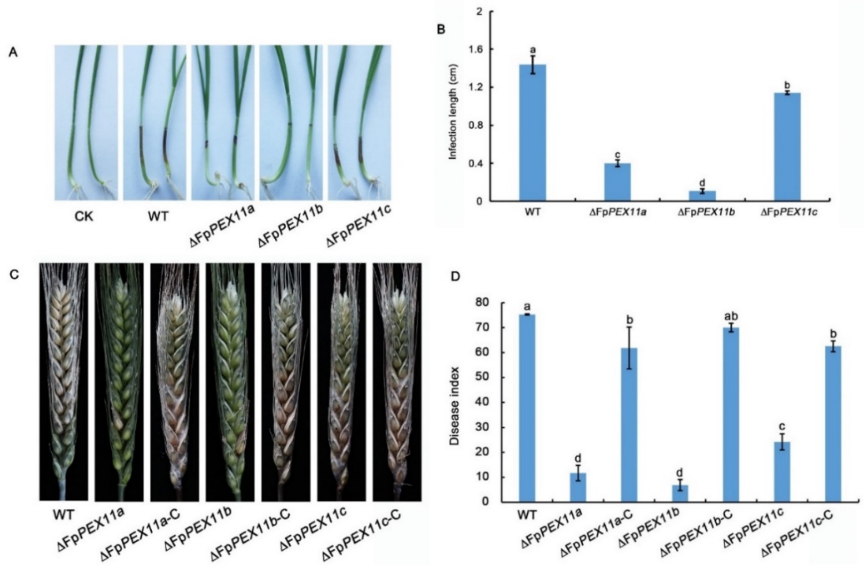 Ijms 23 12184 g009 Ijms 23 12184 g009