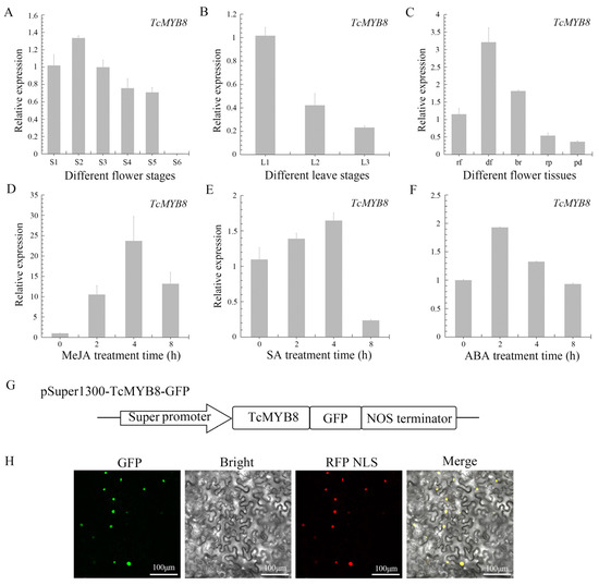 IJMS | Free Full-Text | TcMYB8, a R3-MYB Transcription Factor 