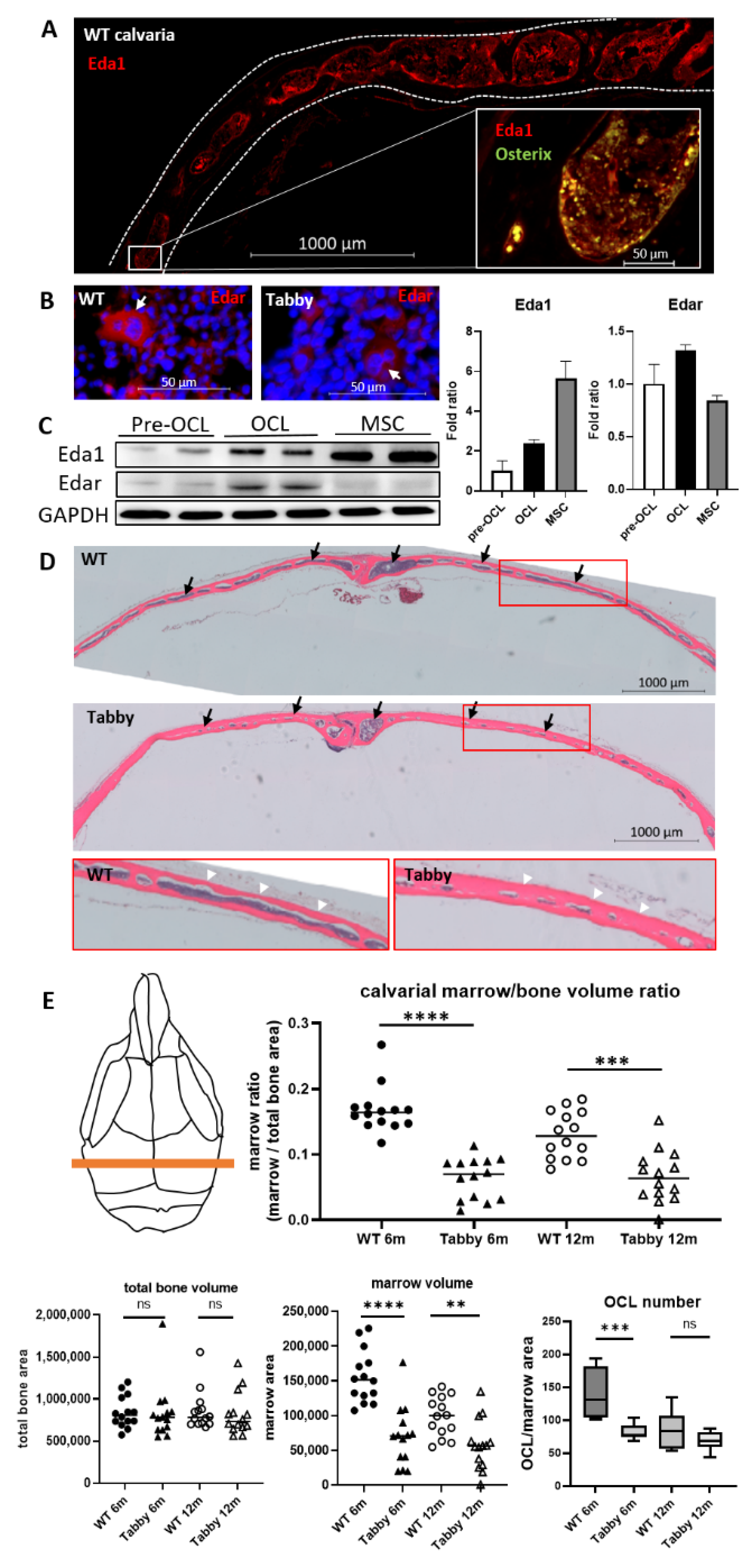 Ijms 23 12189 g001 Ijms 23 12189 g001