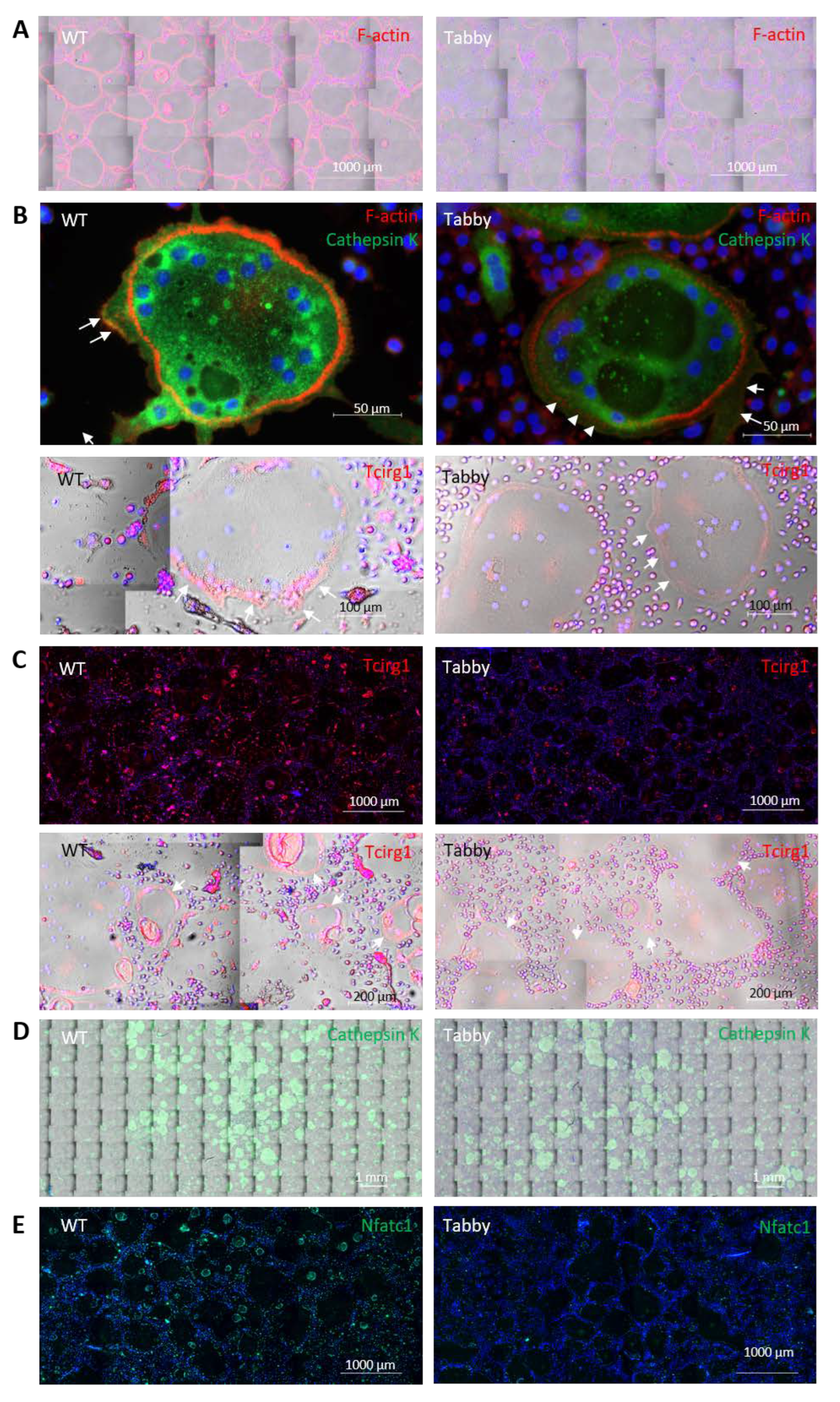 Ijms 23 12189 g002a Ijms 23 12189 g002a