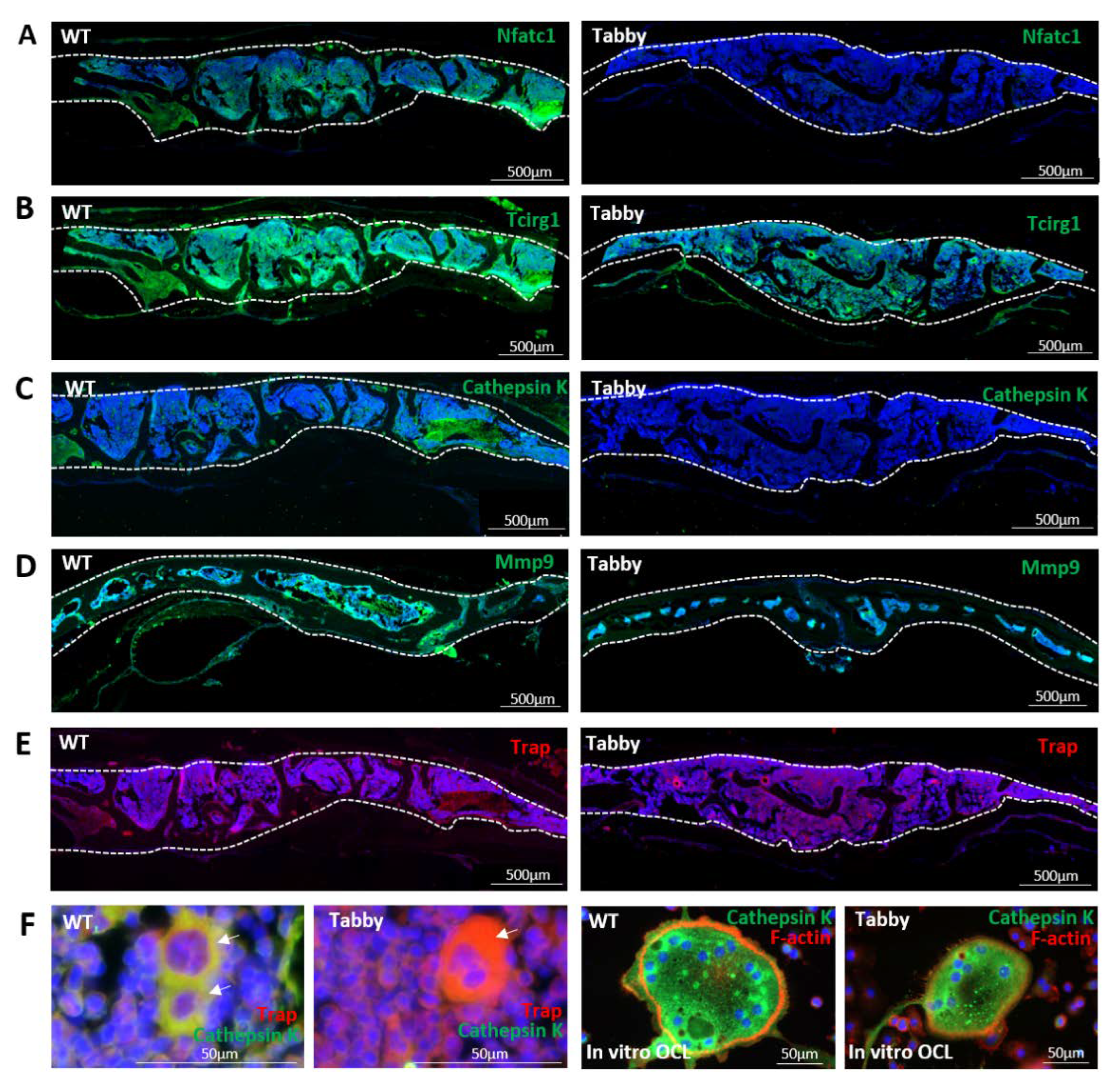 Ijms 23 12189 g003 Ijms 23 12189 g003