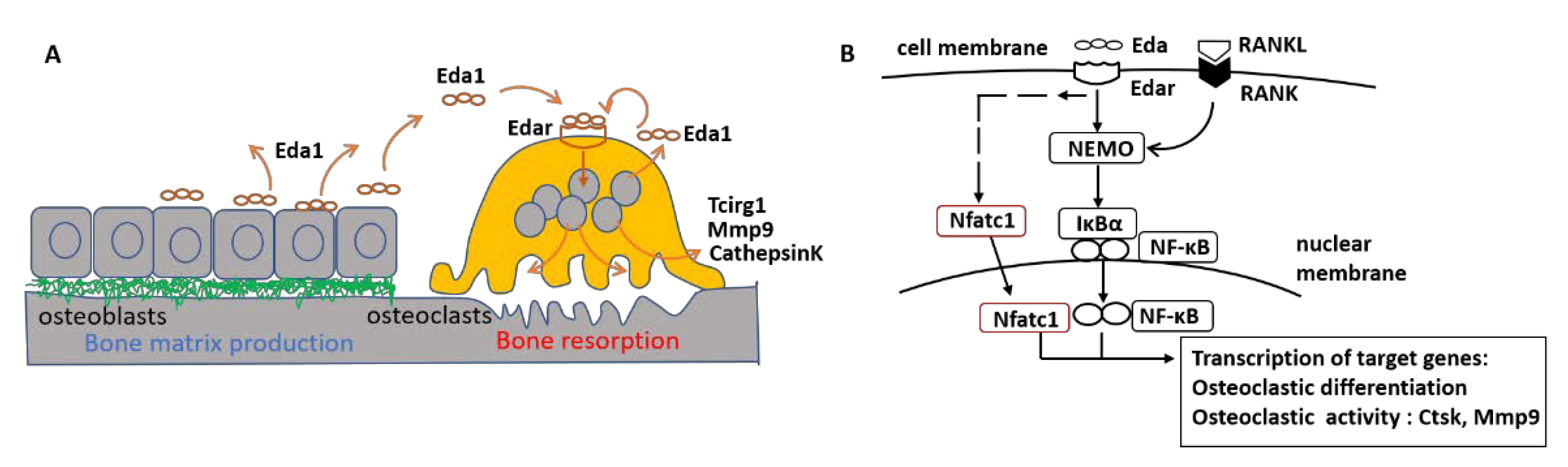 Ijms 23 12189 g005 Ijms 23 12189 g005