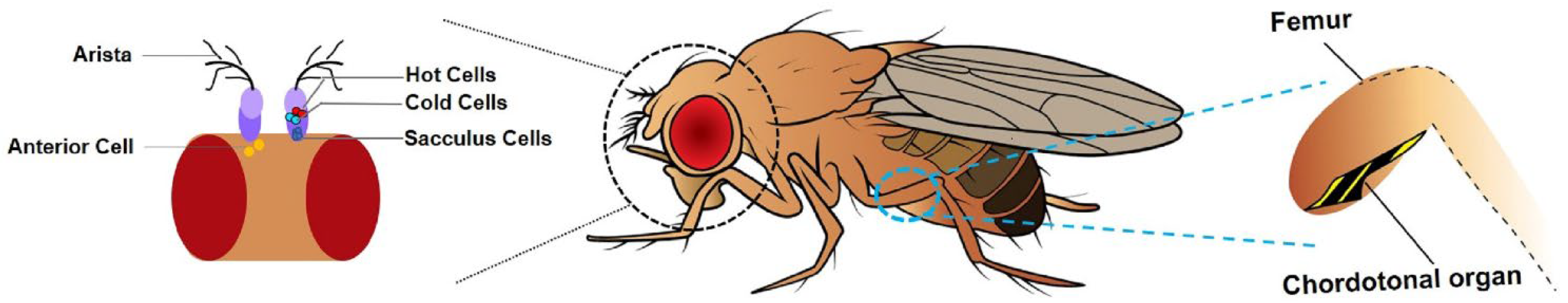 Ijms 23 12191 g001 Ijms 23 12191 g001