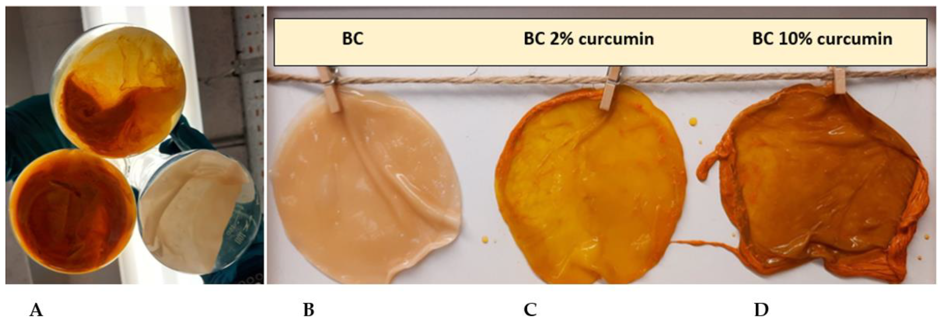 Ijms 23 12198 g001 Ijms 23 12198 g001