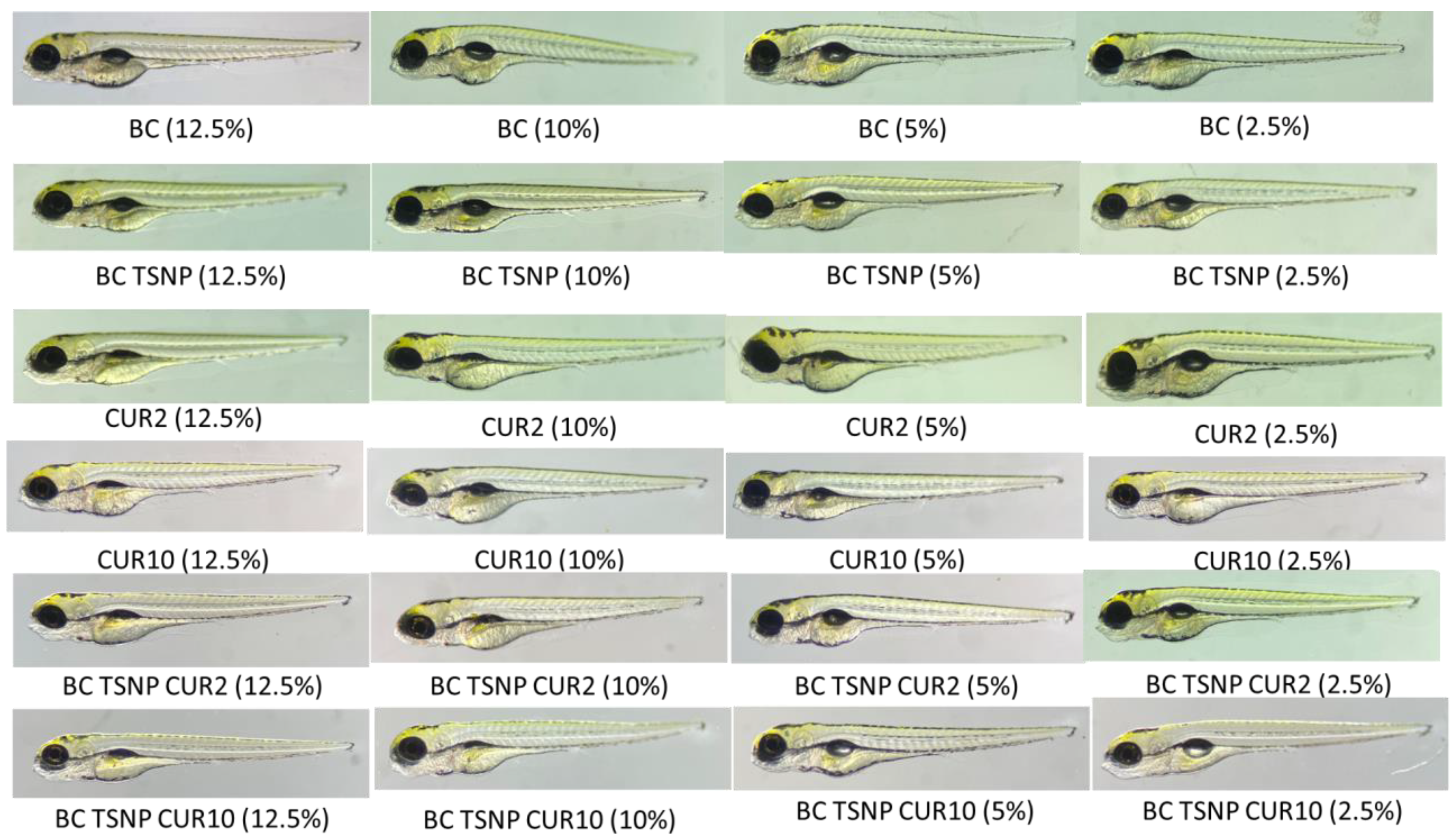 Ijms 23 12198 g010 Ijms 23 12198 g010
