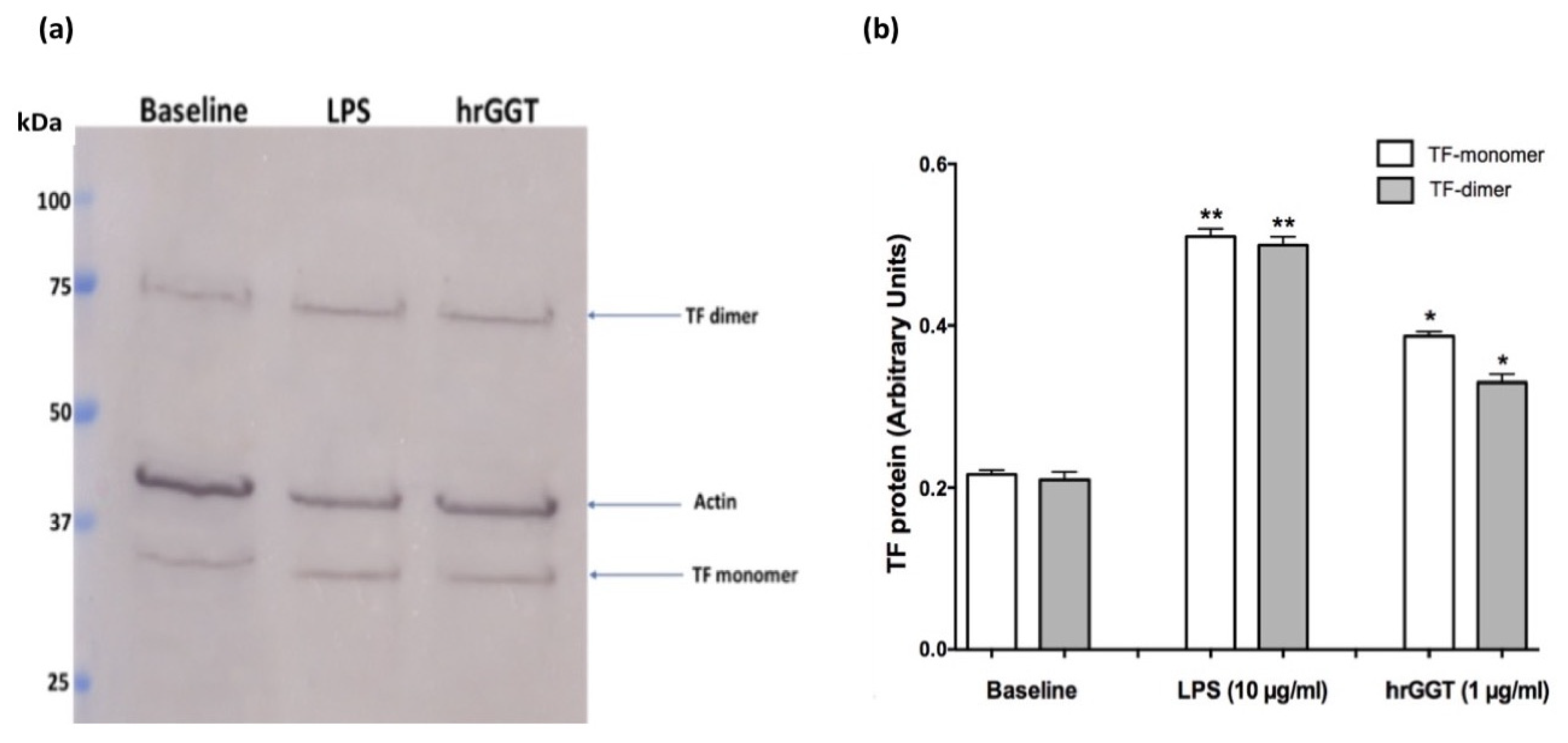 Ijms 23 12207 g002 Ijms 23 12207 g002