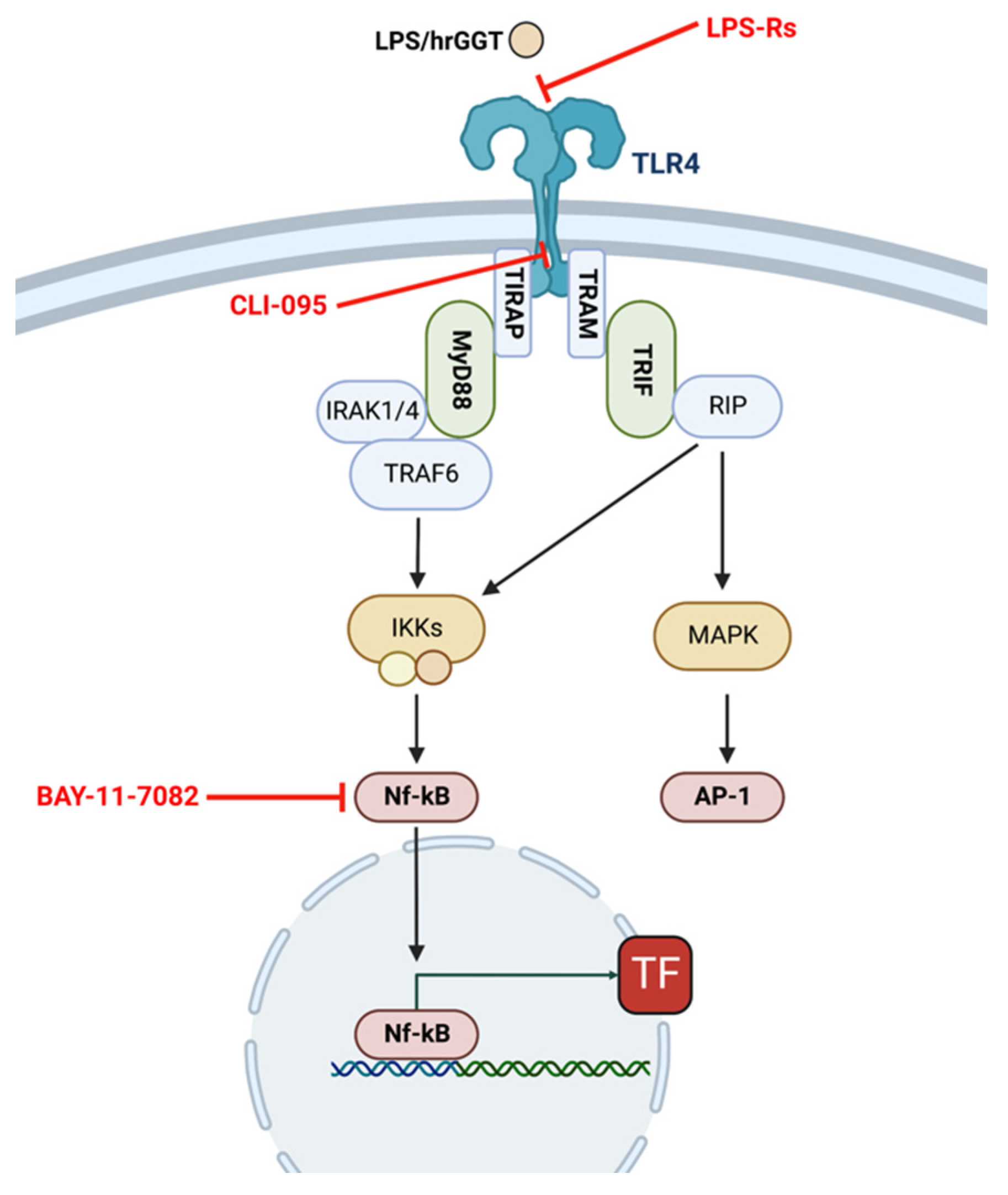 Binding of Gamma-Glutamyl Transferase to TLR4 Signalling