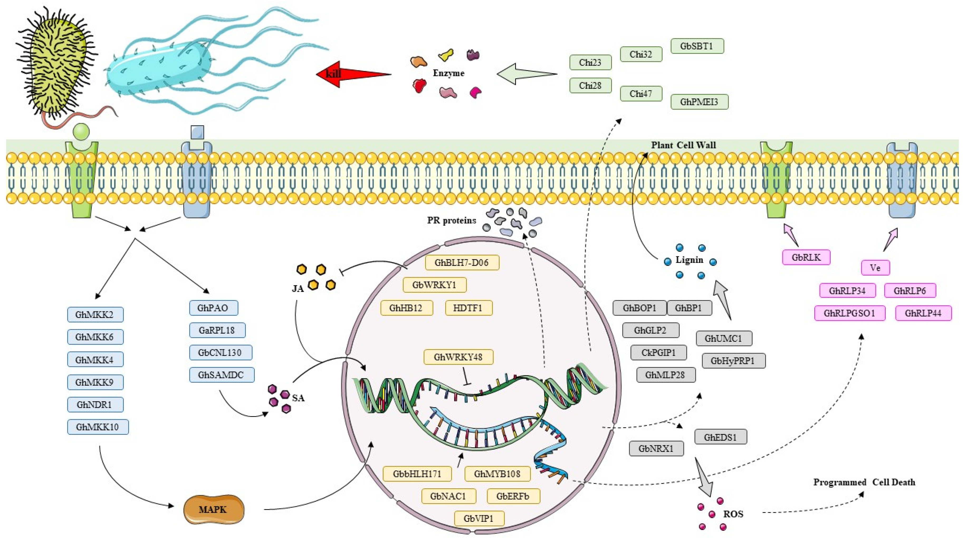 Defense Mechanisms of Cotton Fusarium and Verticillium Wilt and Comparison of Pathogenic Response in Cotton and Humans Defense Mechanisms of Cotton Fusarium and Verticillium Wilt and Comparison of Pathogenic Response in Cotton and Humans