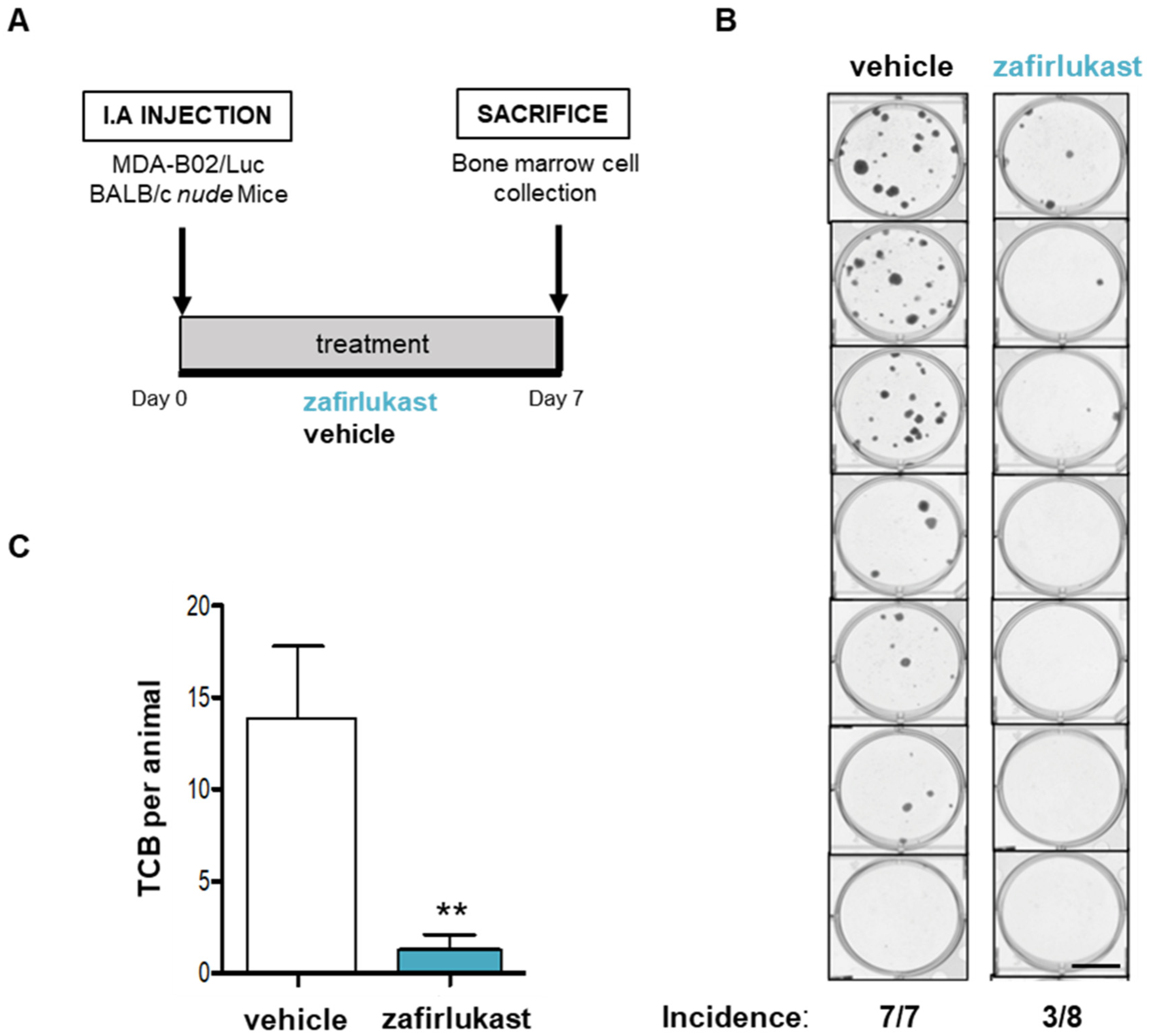 Ijms 23 12221 g006 Ijms 23 12221 g006