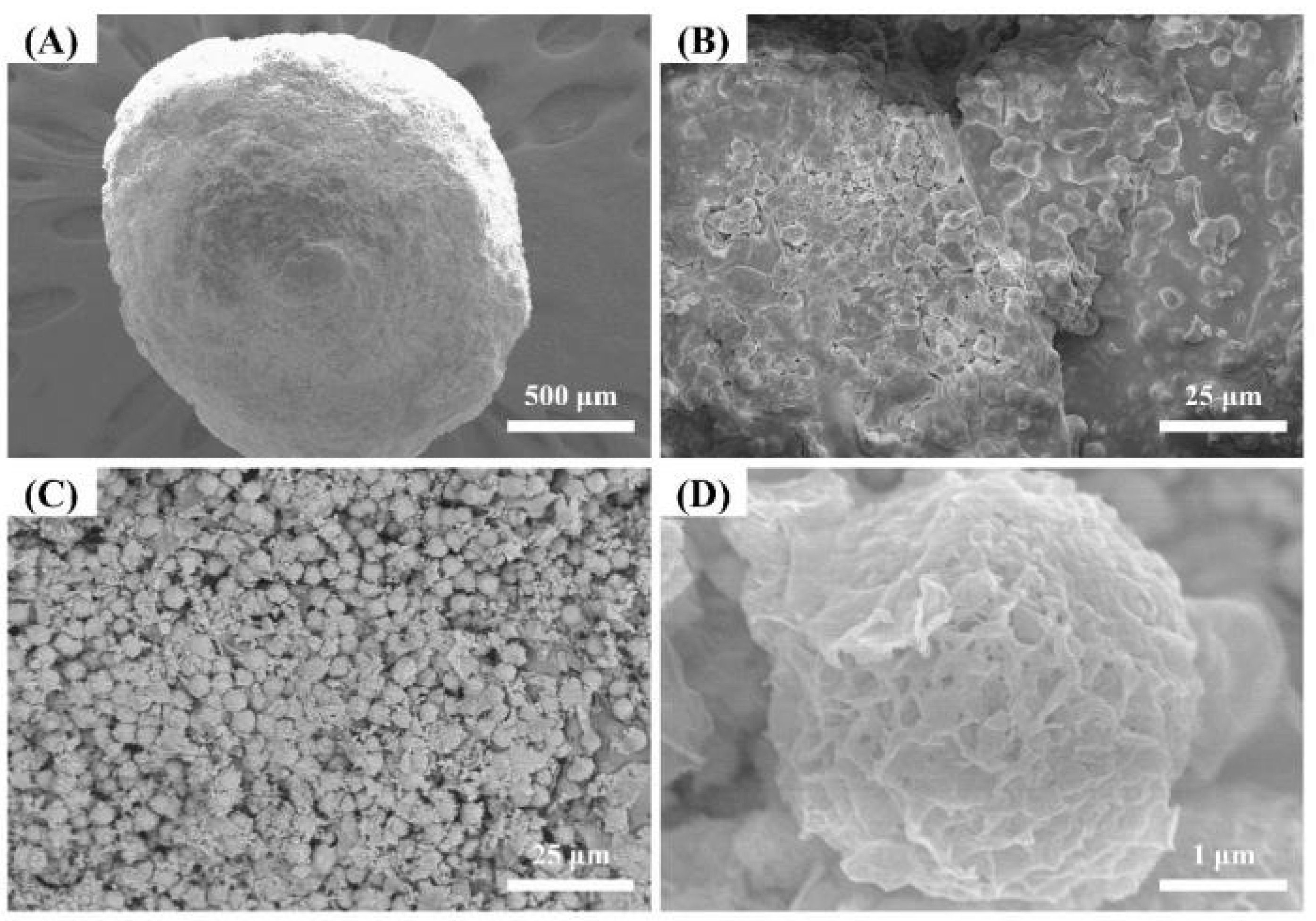 Ijms 23 12225 g004 Ijms 23 12225 g004