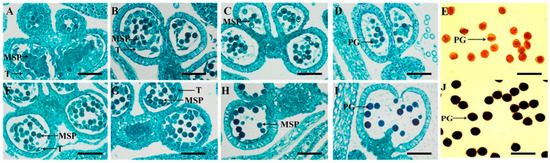 Transcriptome Analysis Reveals the Genes Related to Pollen