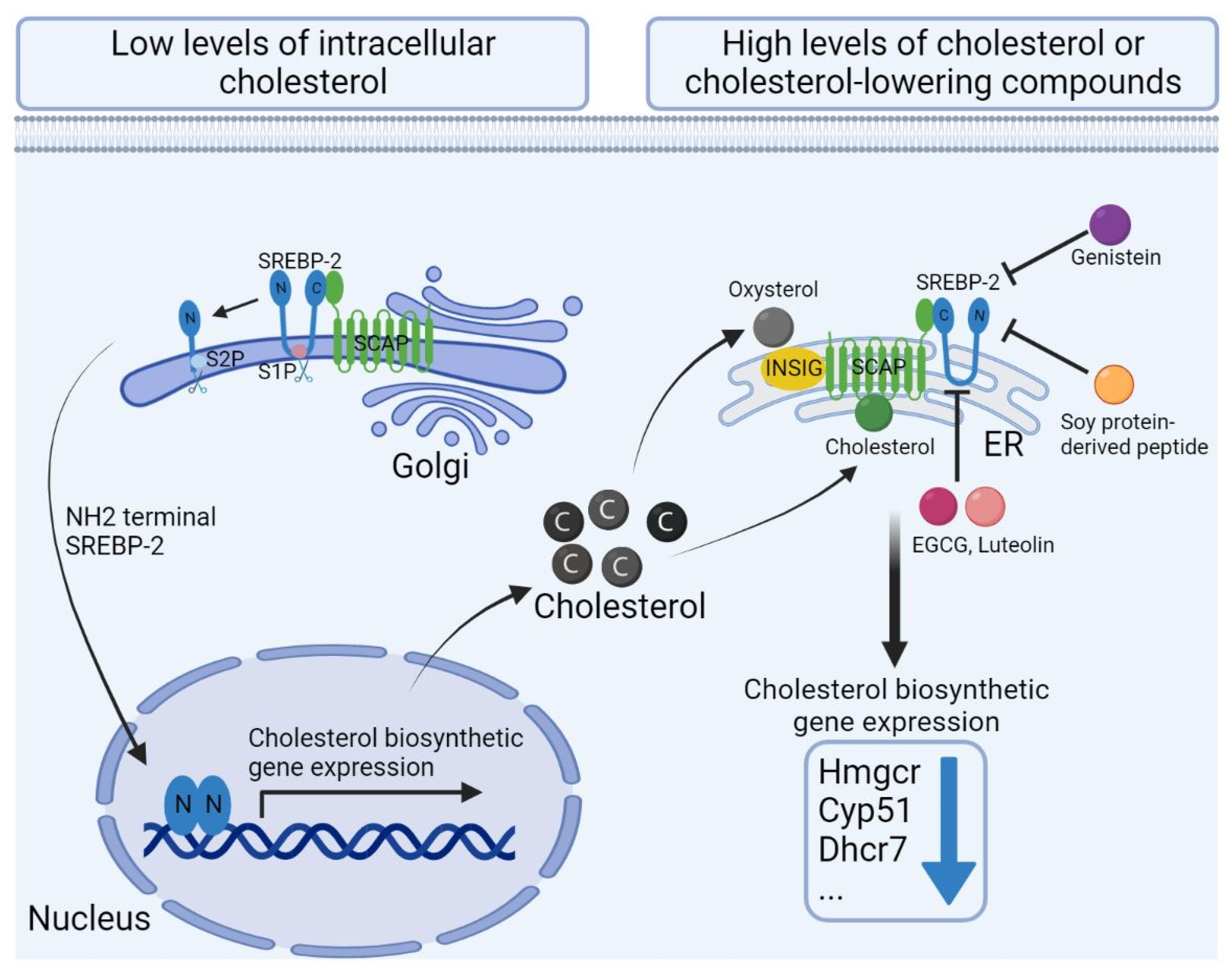 Ijms 23 12236 g002 Ijms 23 12236 g002