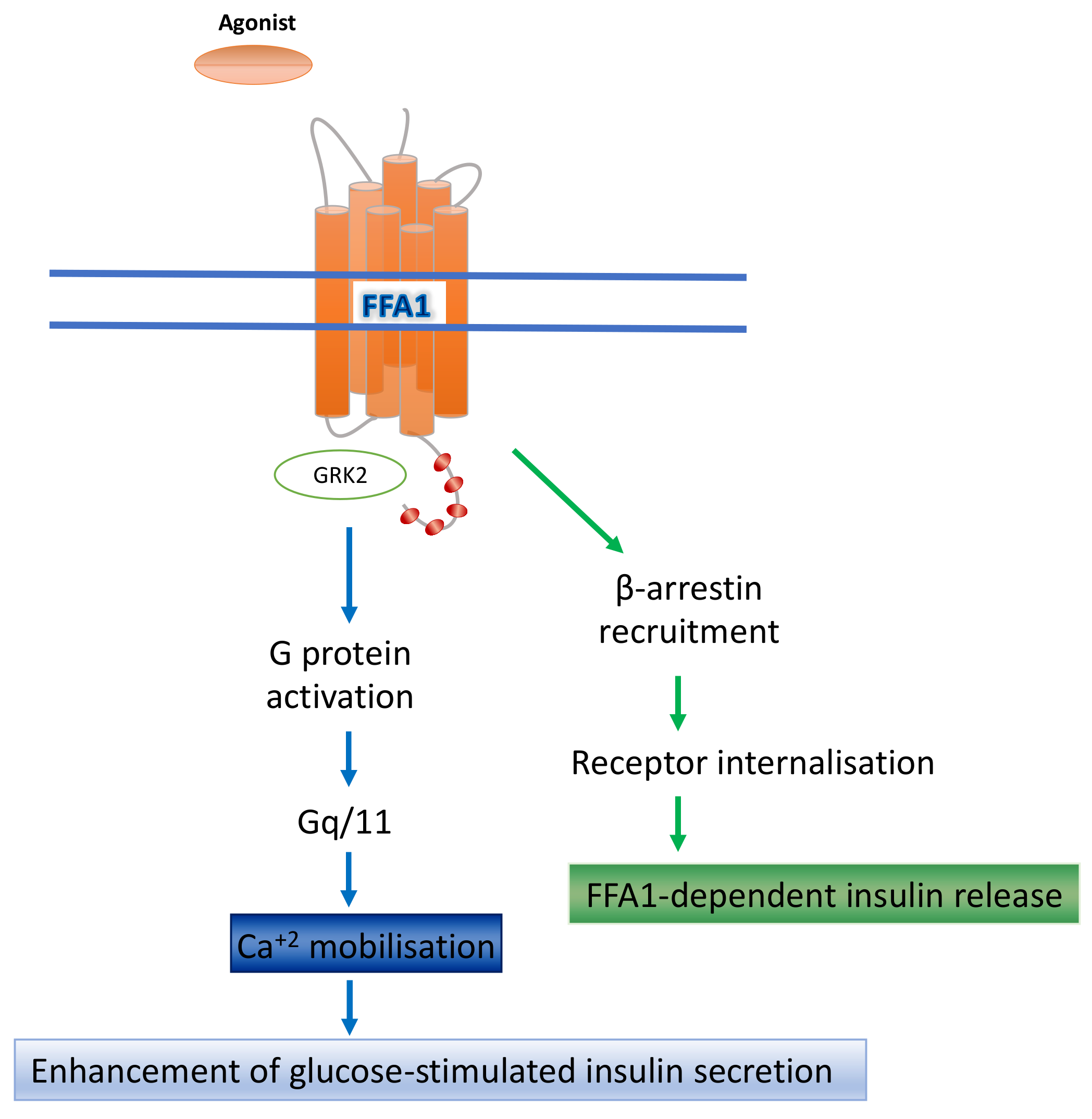 Ijms 23 12237 g002 Ijms 23 12237 g002