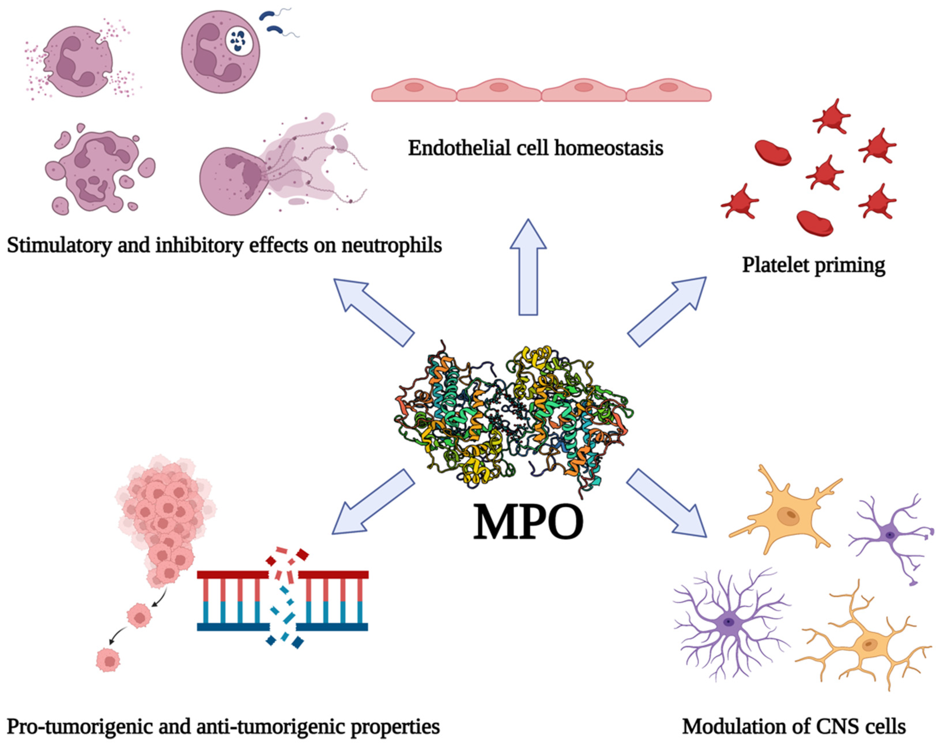 【メーカー直送】 Functions Non-Canonical of Immune in Myeloperoxidase その他