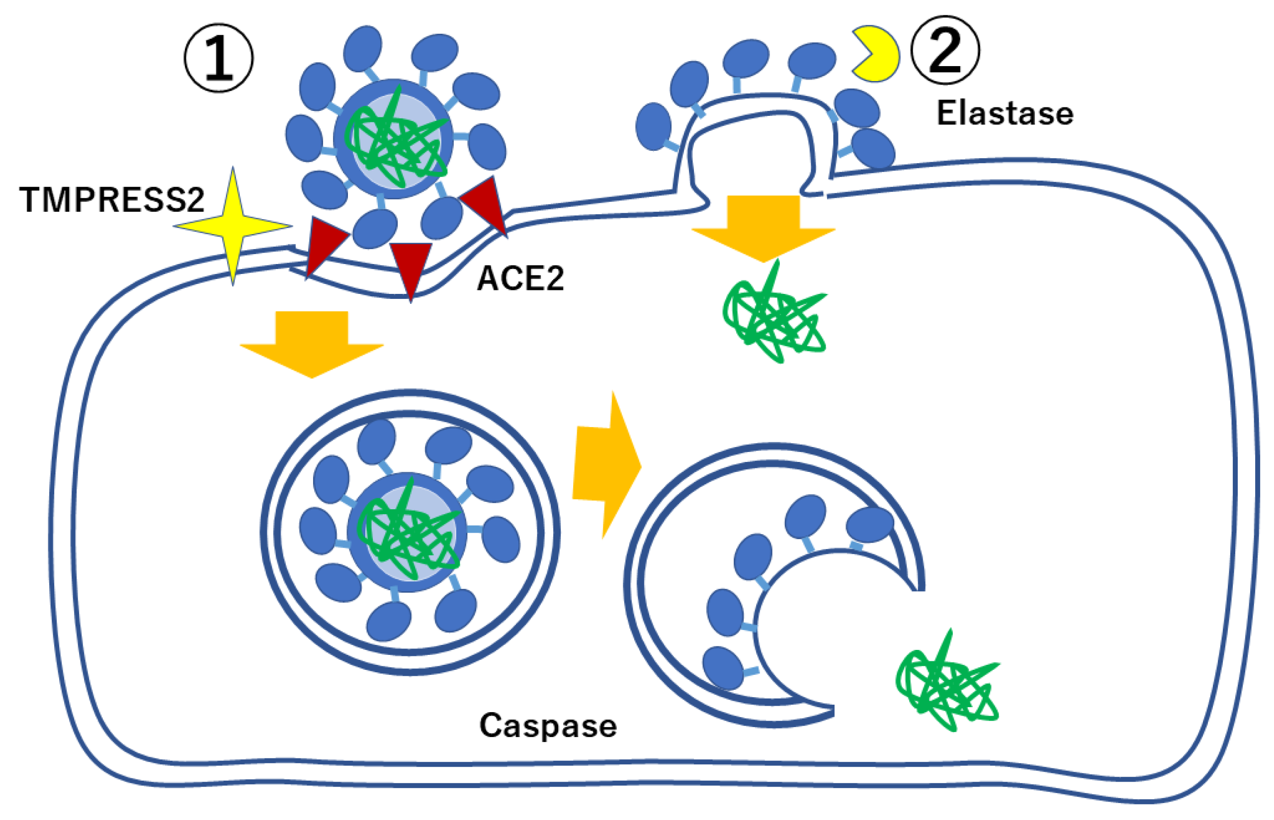 Ijms 23 12260 g002 Ijms 23 12260 g002