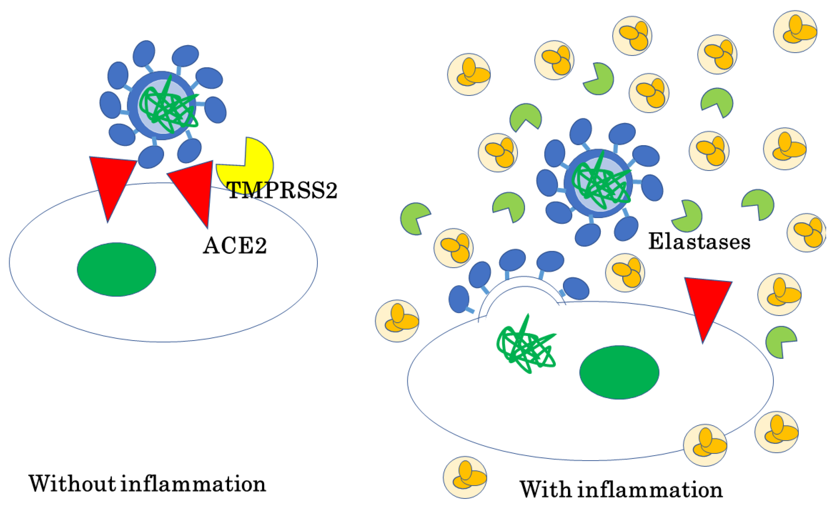 Ijms 23 12260 g003 Ijms 23 12260 g003
