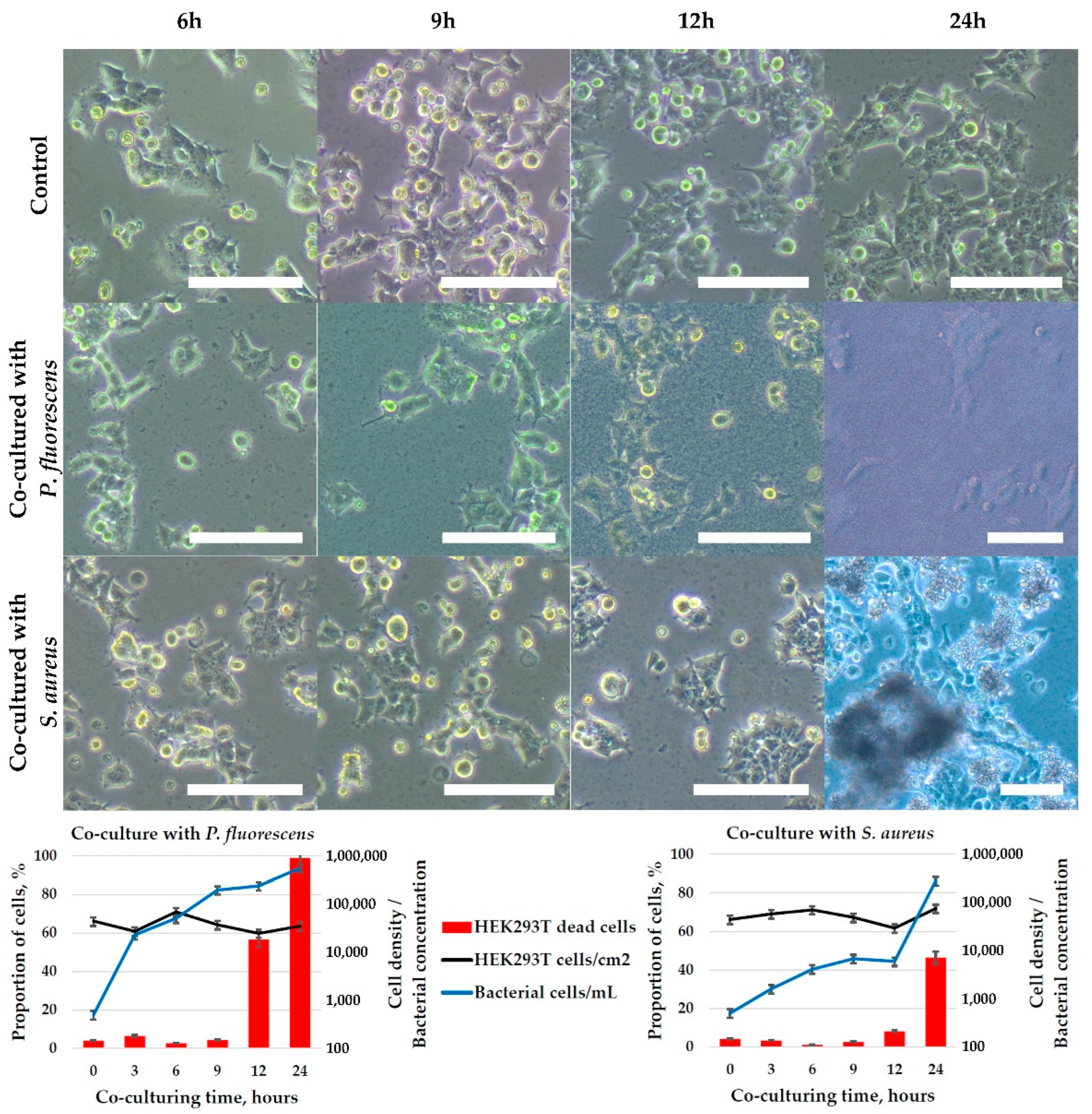 Ijms 23 12276 g008 Ijms 23 12276 g008