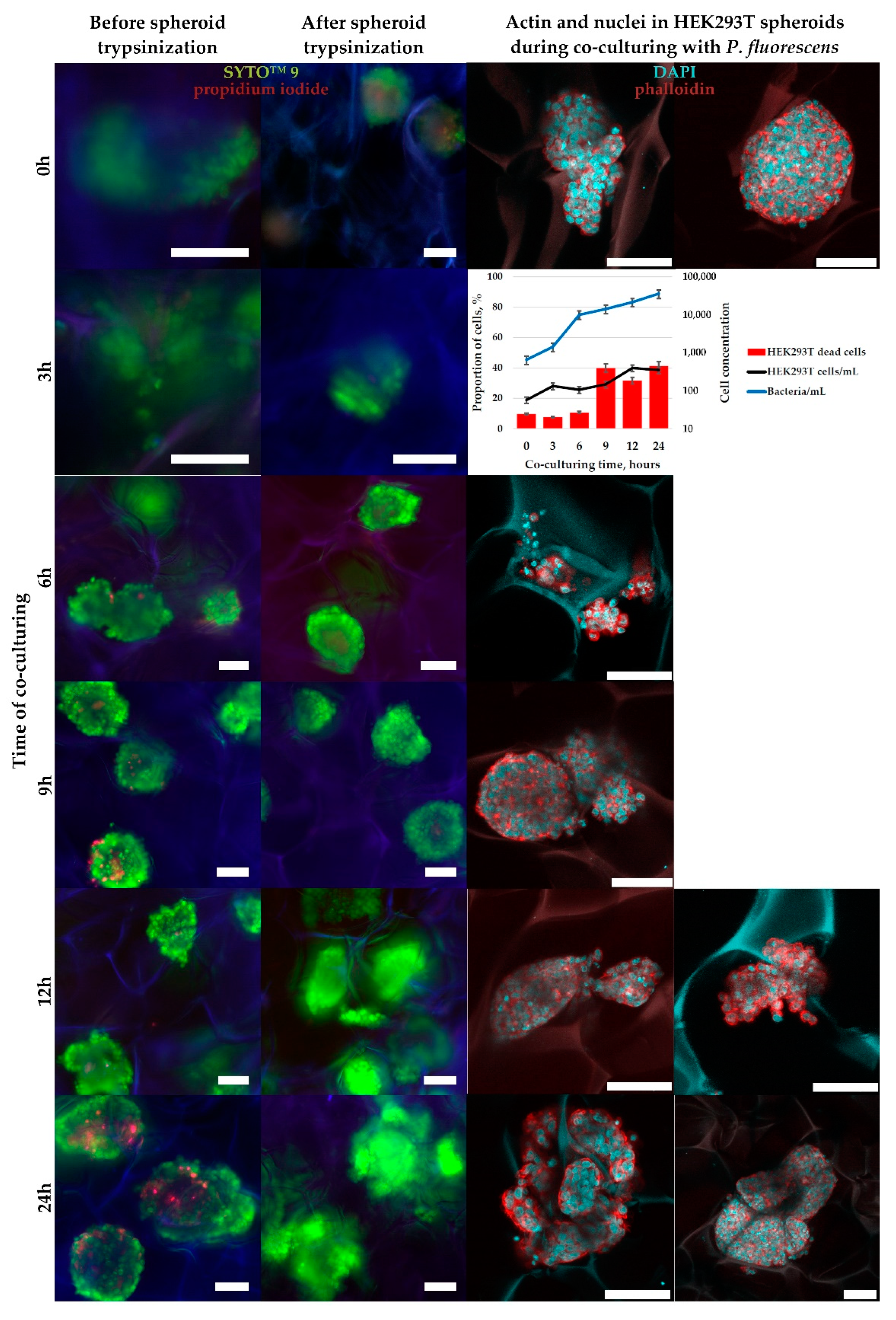 Ijms 23 12276 g010 Ijms 23 12276 g010