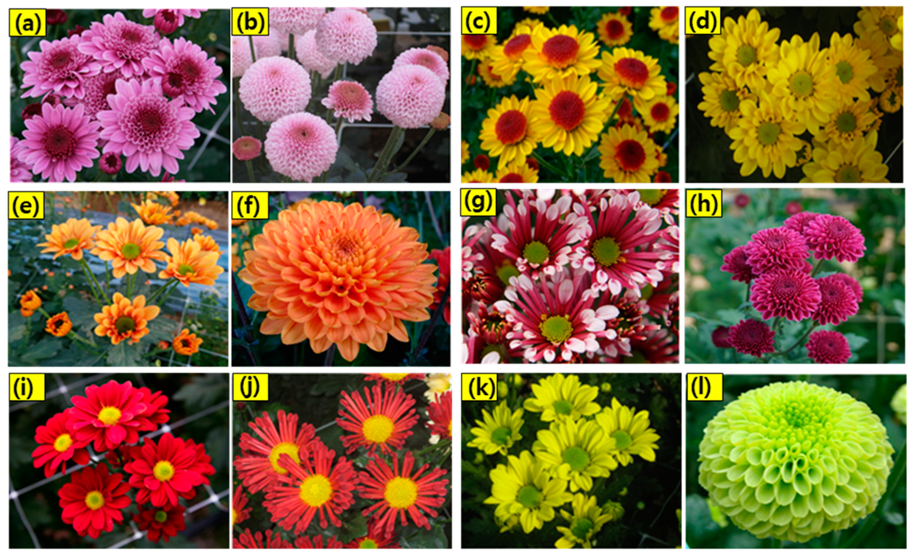 the chrysanthemums critical analysis