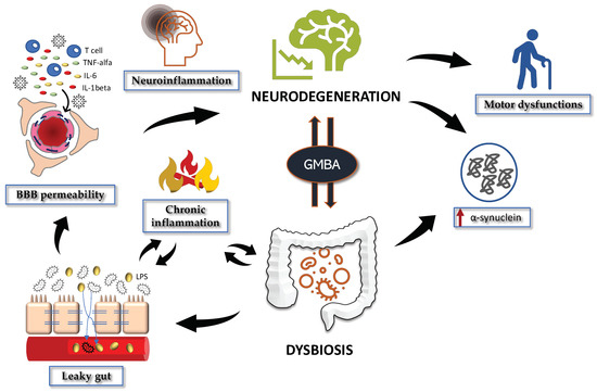Which Probiotic Is Best For Parkinson's Disease The Interplay between Gut Microbiota and Parkinson’s Disease