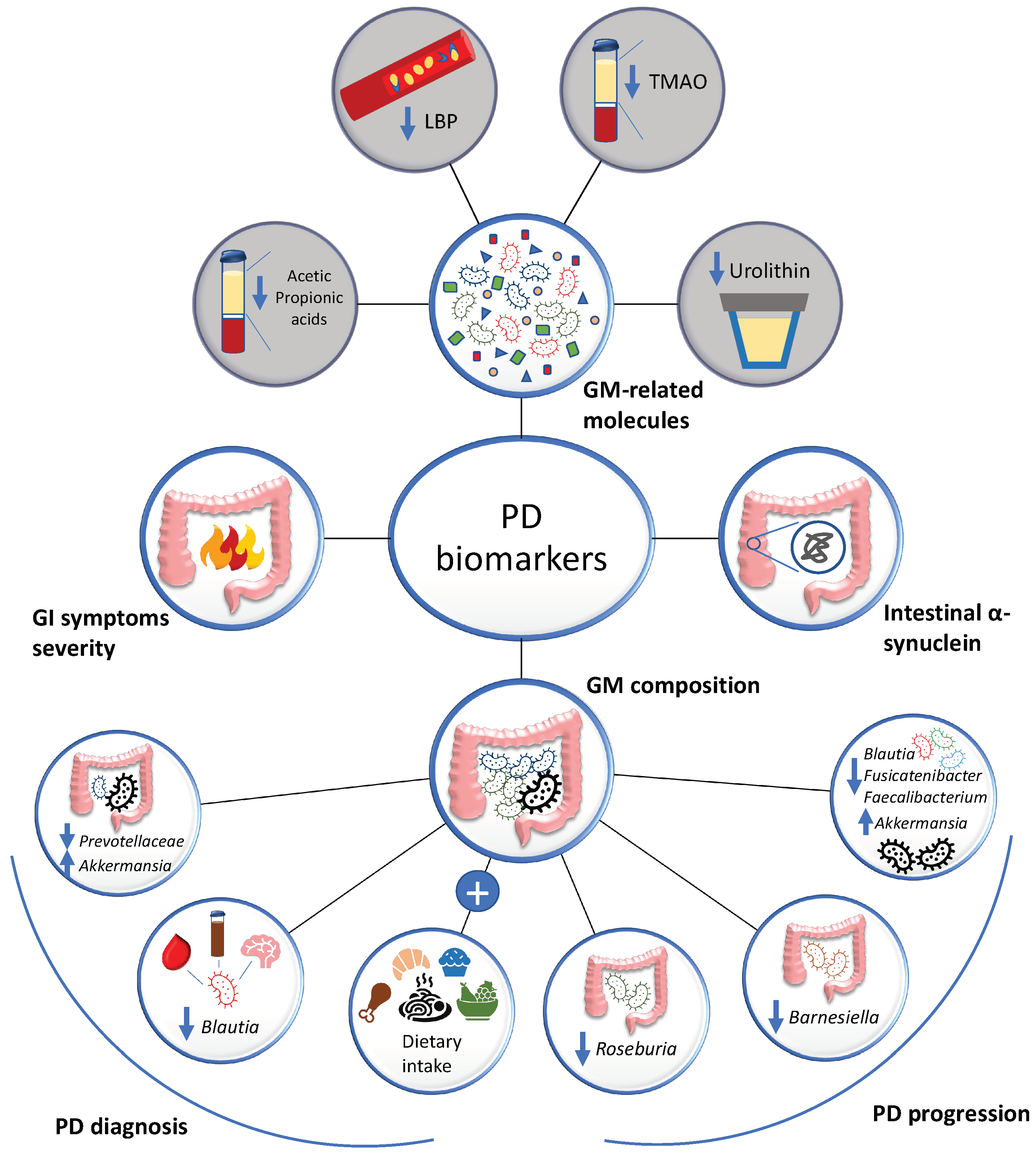 Which Probiotic Is Best For Parkinson's Disease The Interplay between Gut Microbiota and Parkinson’s Disease