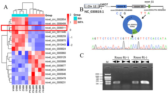 Chi-Circ_0006511 Positively Regulates the Differentiation of