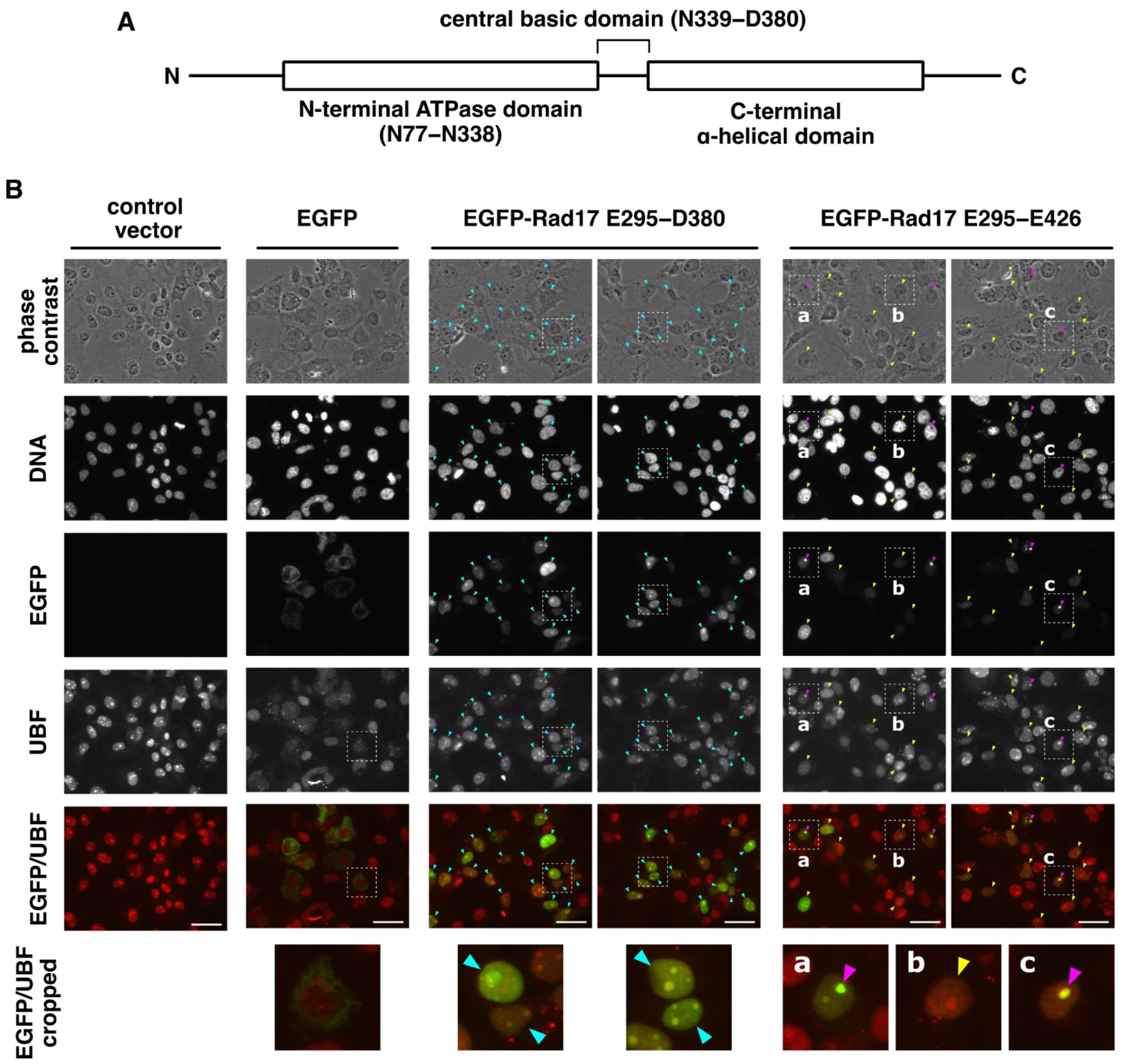 Ijms 23 12300 g001 Ijms 23 12300 g001