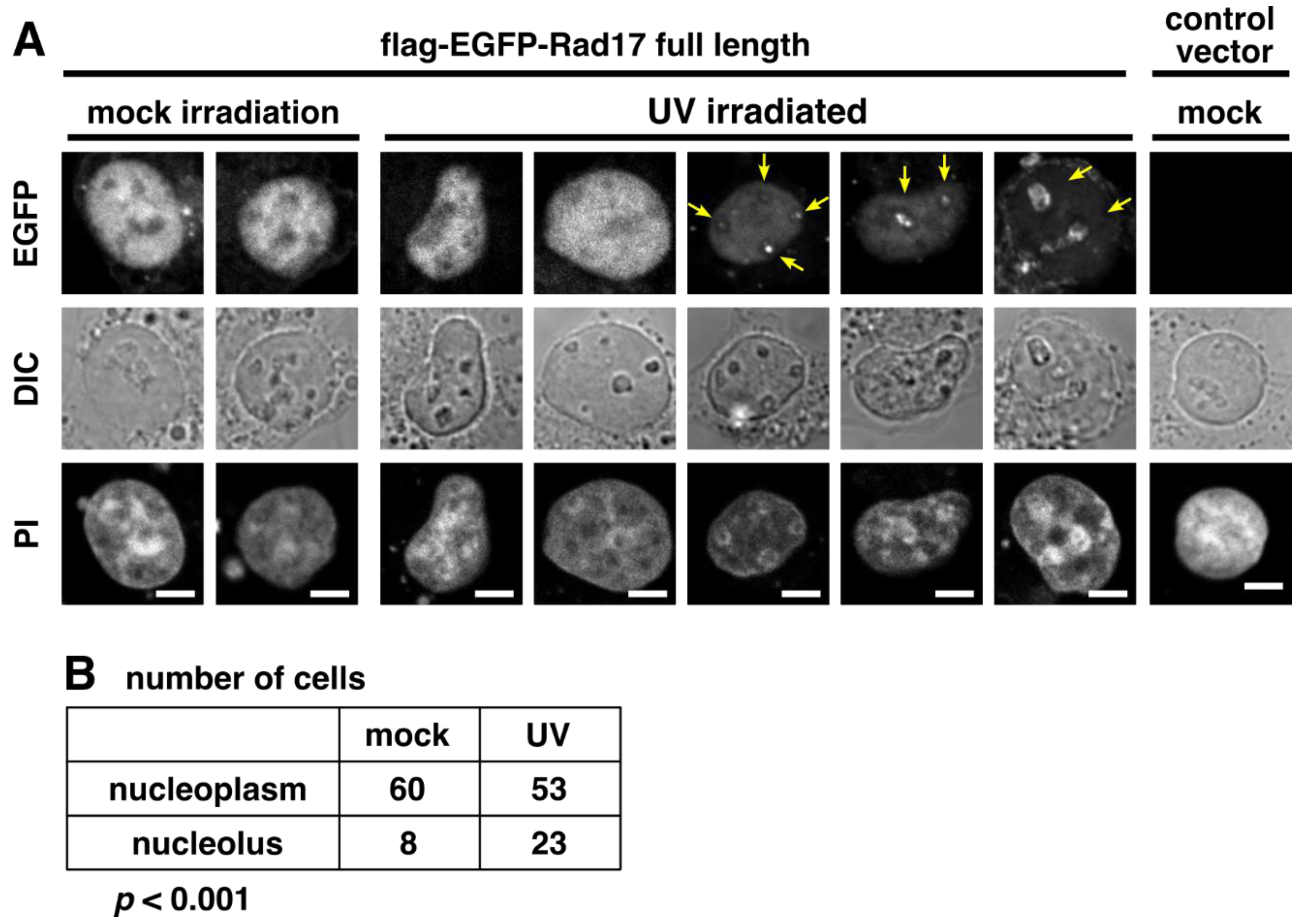 Ijms 23 12300 g004 Ijms 23 12300 g004