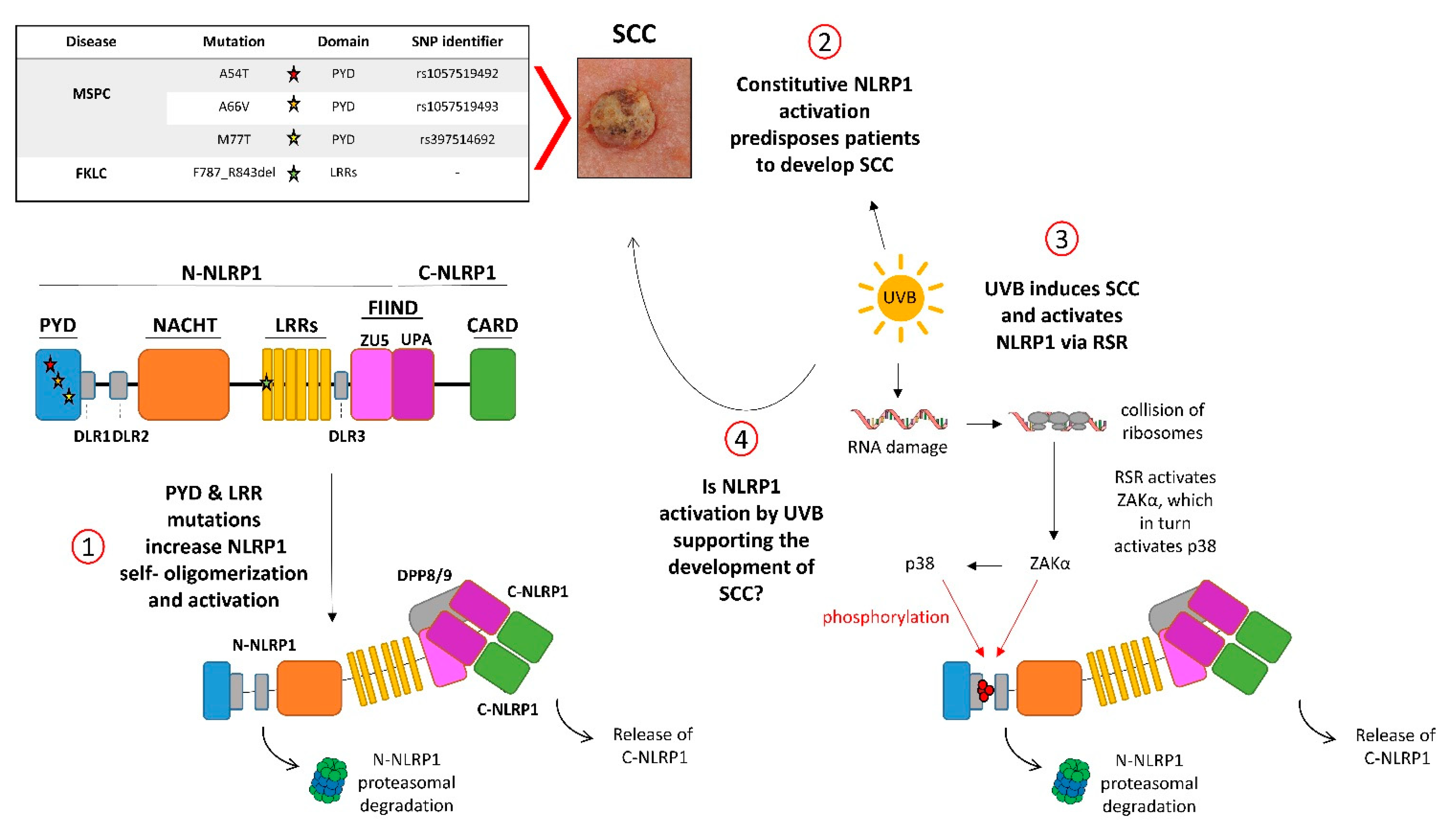 Ijms 23 12308 g002 Ijms 23 12308 g002