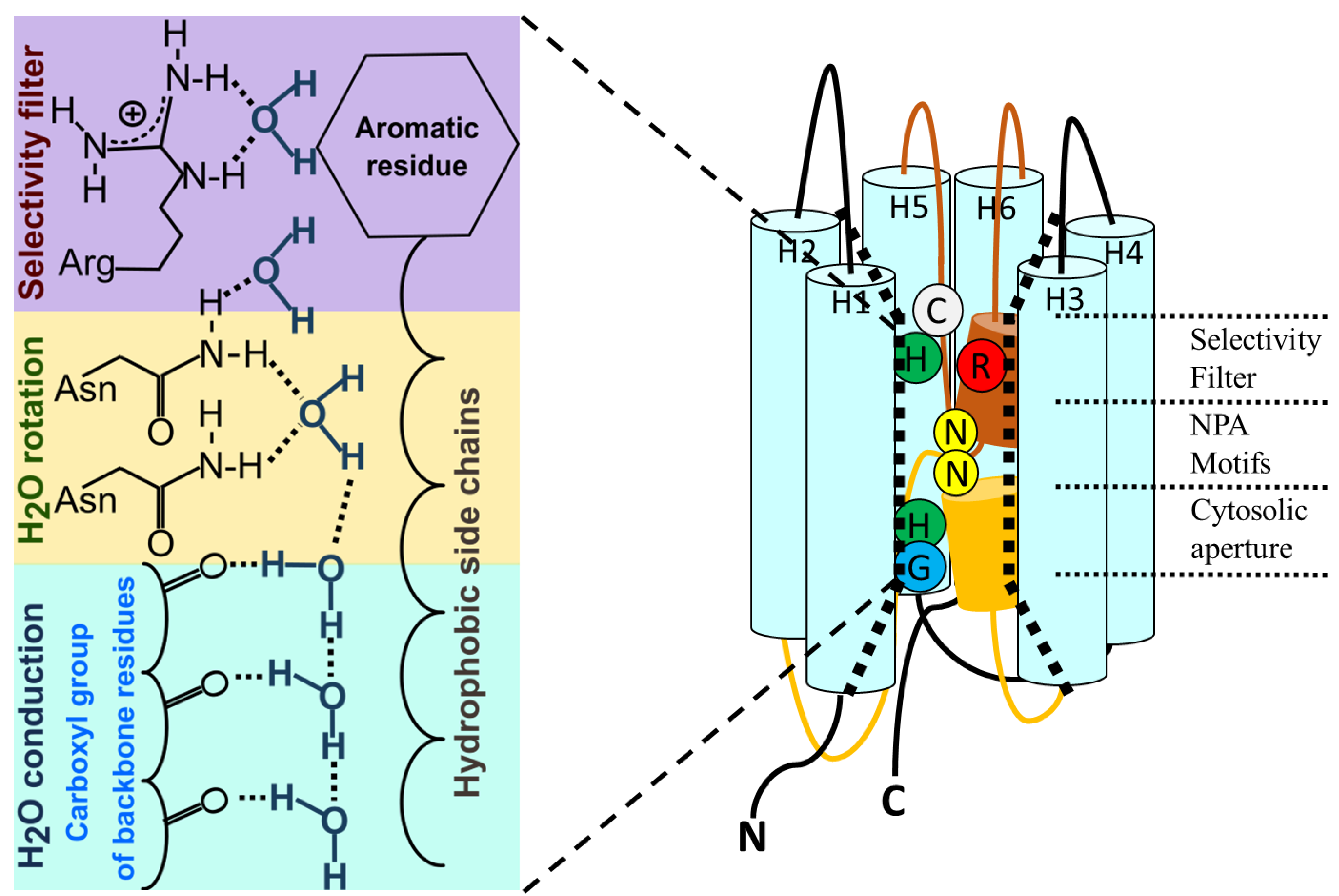 Aquaporin Definition