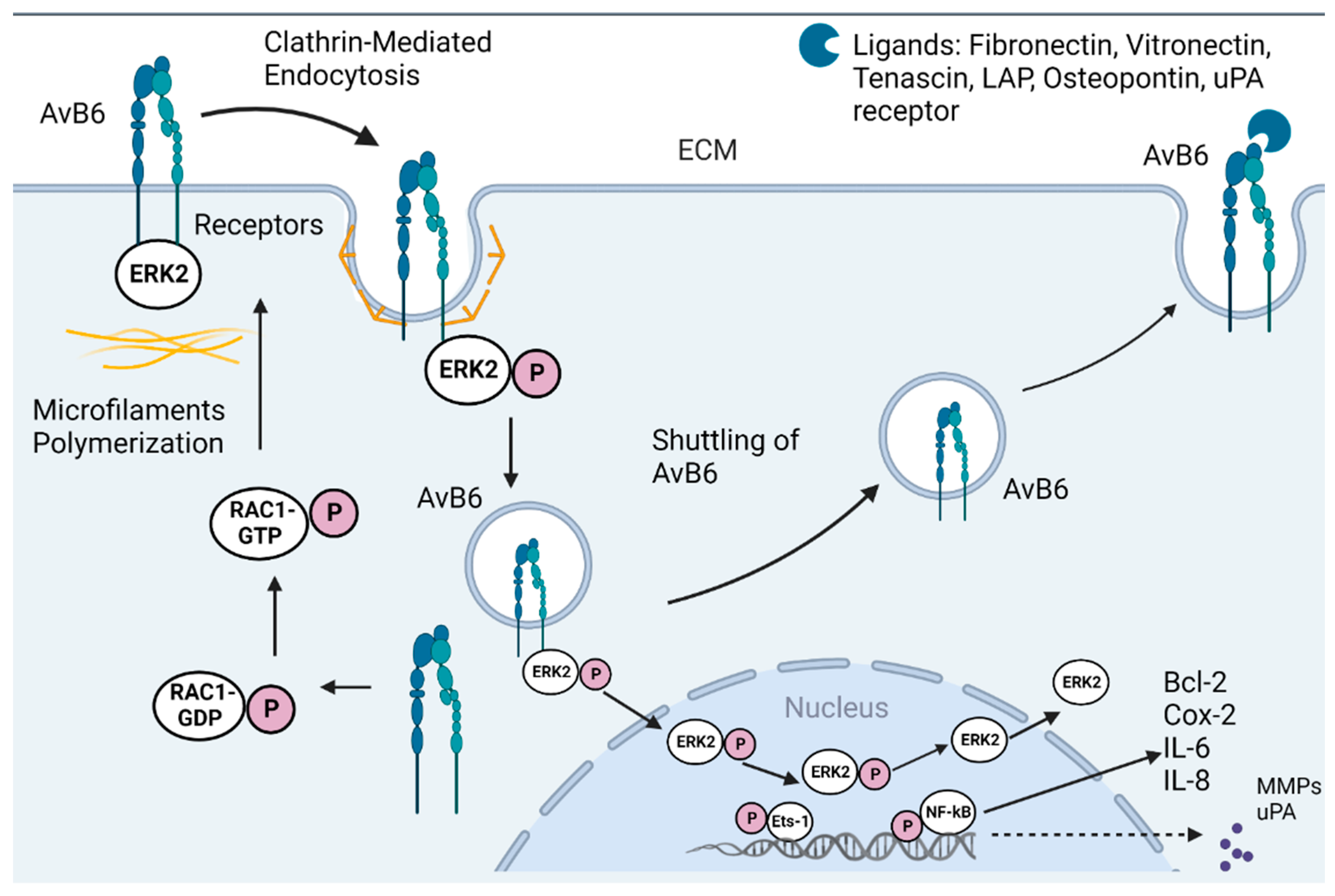 IJMS | Free Full-Text | Integrin Alpha v Beta 6 (αvβ6) and Its ...