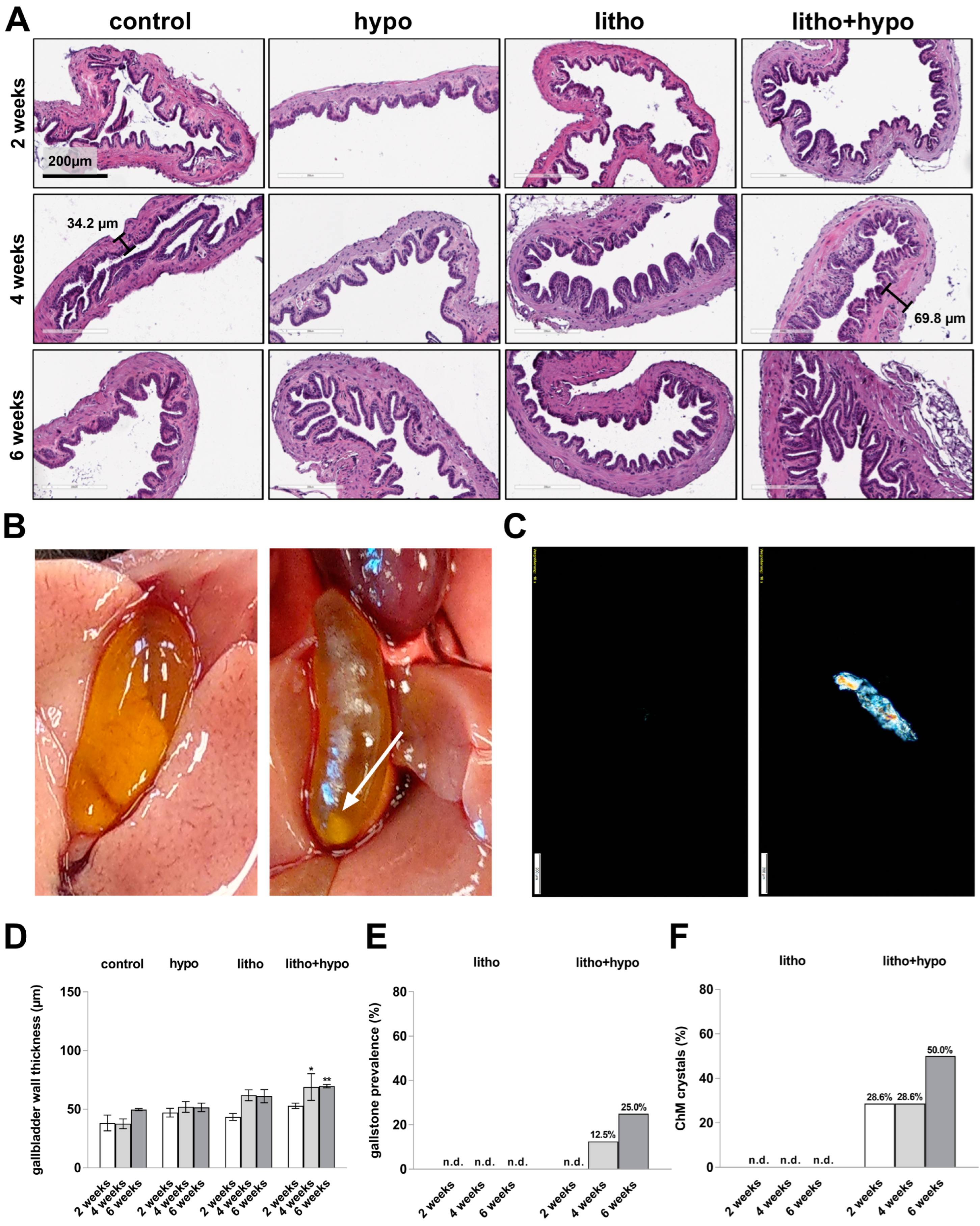 Ijms 23 12355 g002 Ijms 23 12355 g002