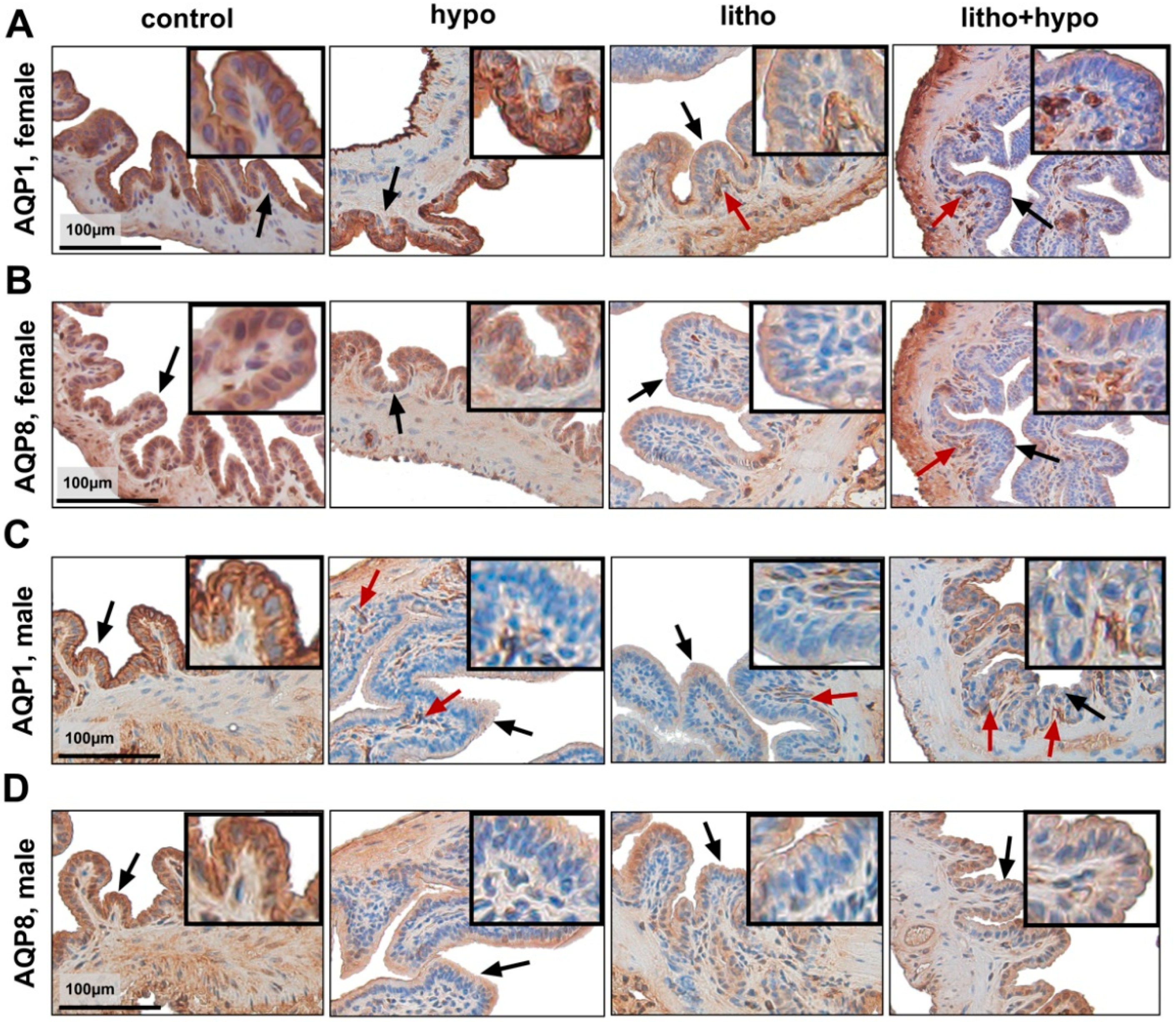 Ijms 23 12355 g006 Ijms 23 12355 g006